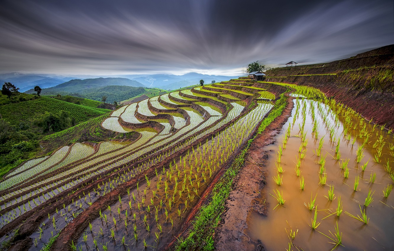 Rice Field Wallpapers