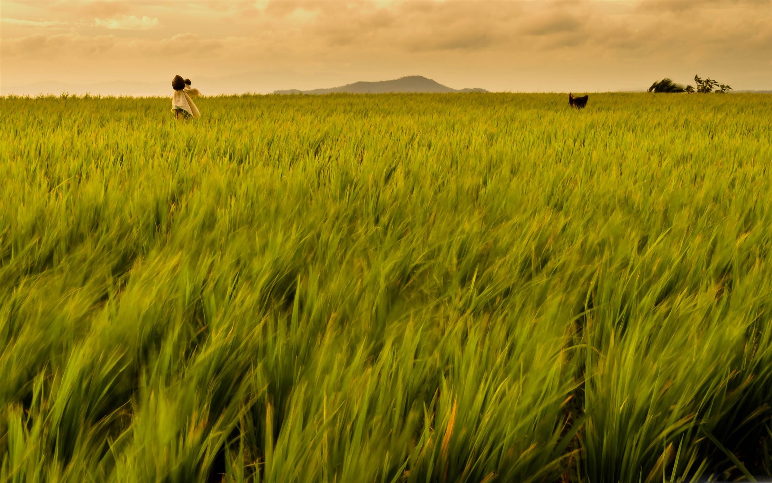 Rice Field Wallpapers