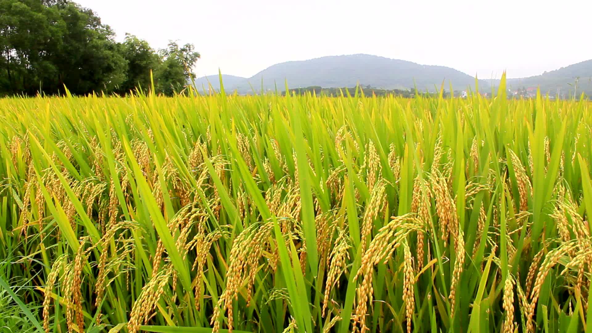 Rice Field Wallpapers