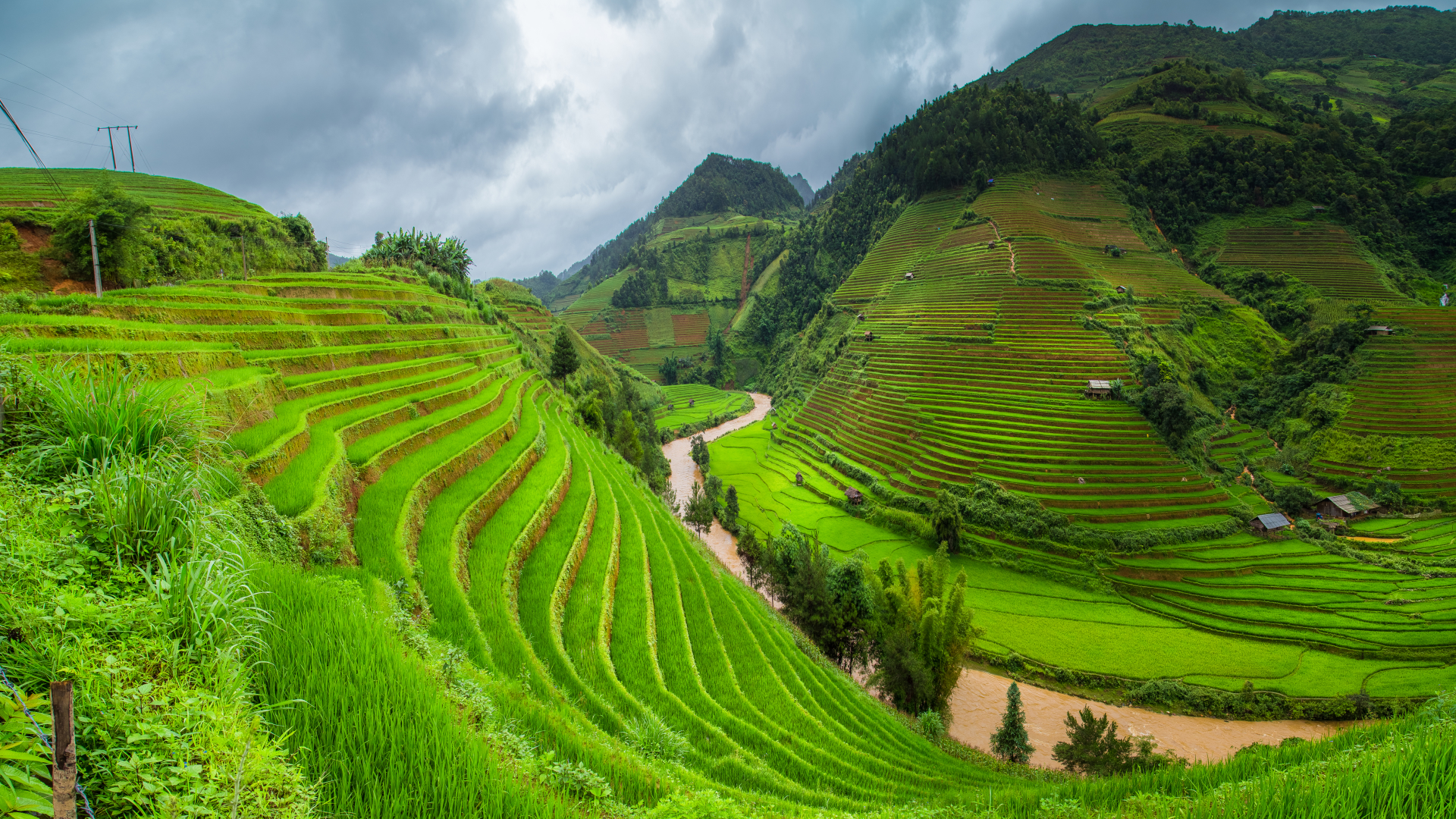 Rice Field Wallpapers