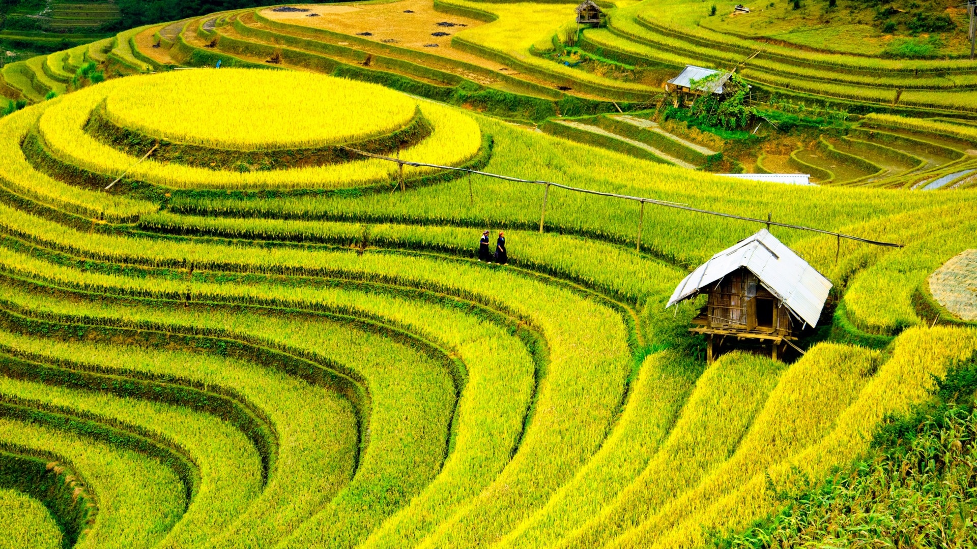 Rice Field Wallpapers