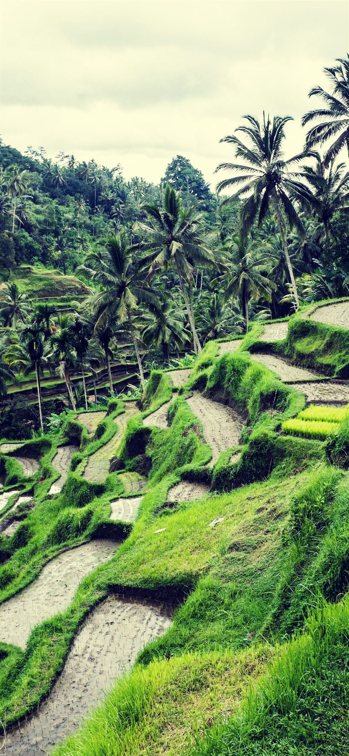 Rice Terrace Cool Wallpapers