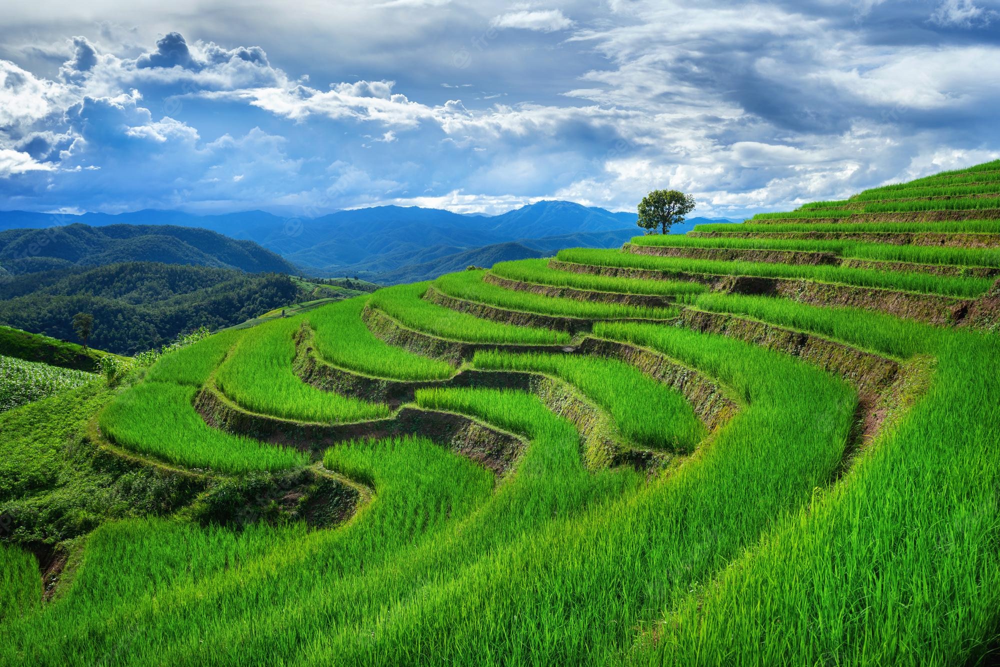 Rice Terrace Cool Wallpapers