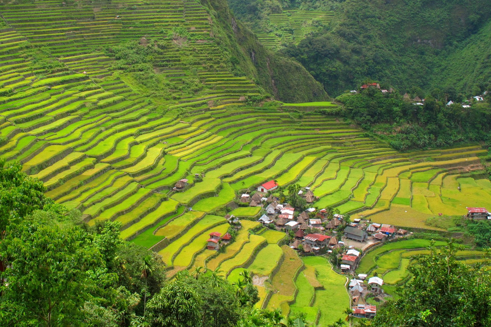 Rice Terrace Cool Wallpapers