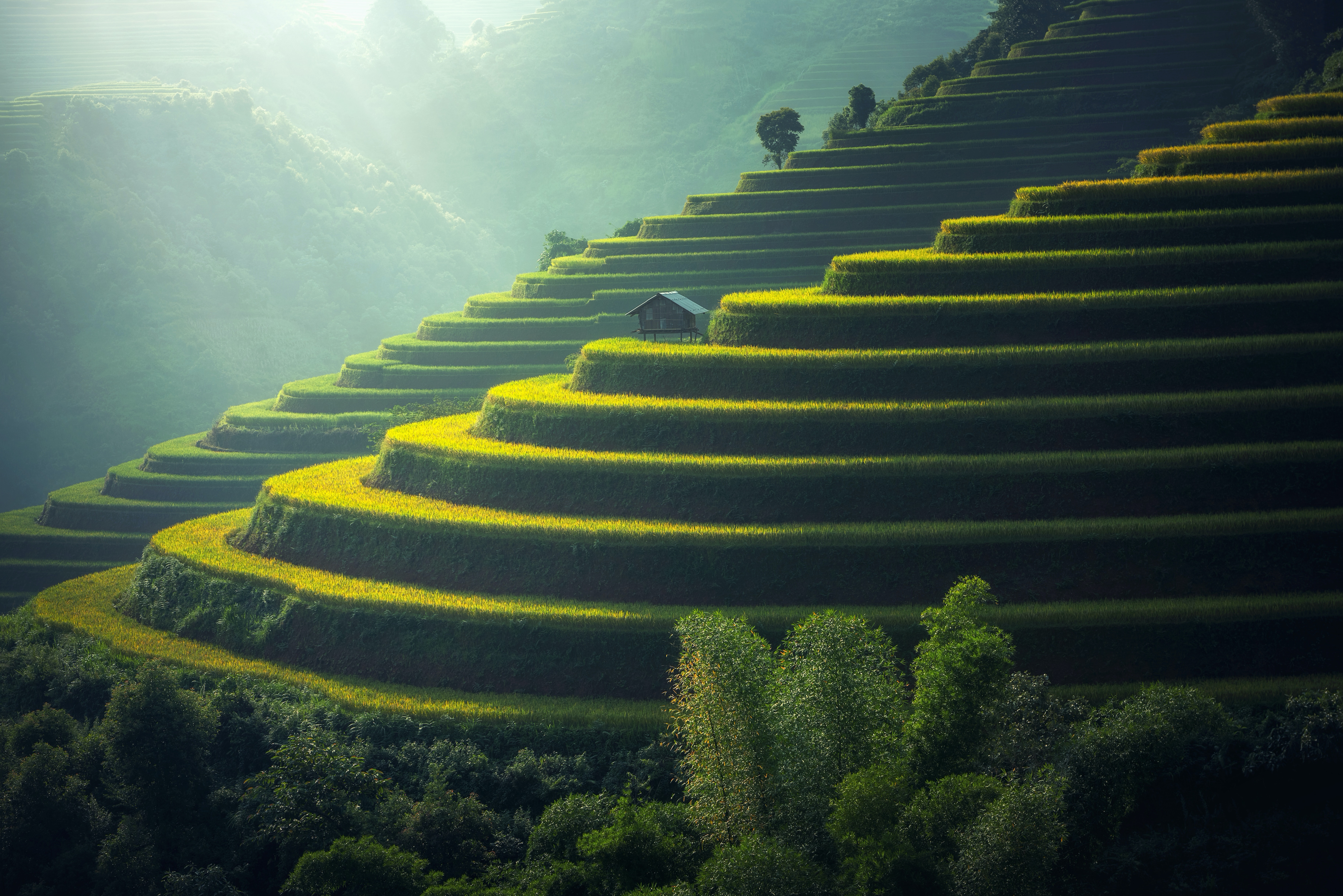 Rice Terrace New 4K Wallpapers