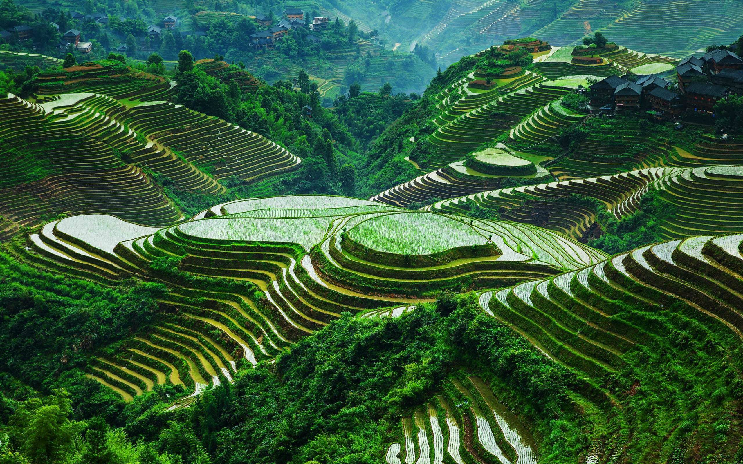 Rice Terrace New 4K Wallpapers