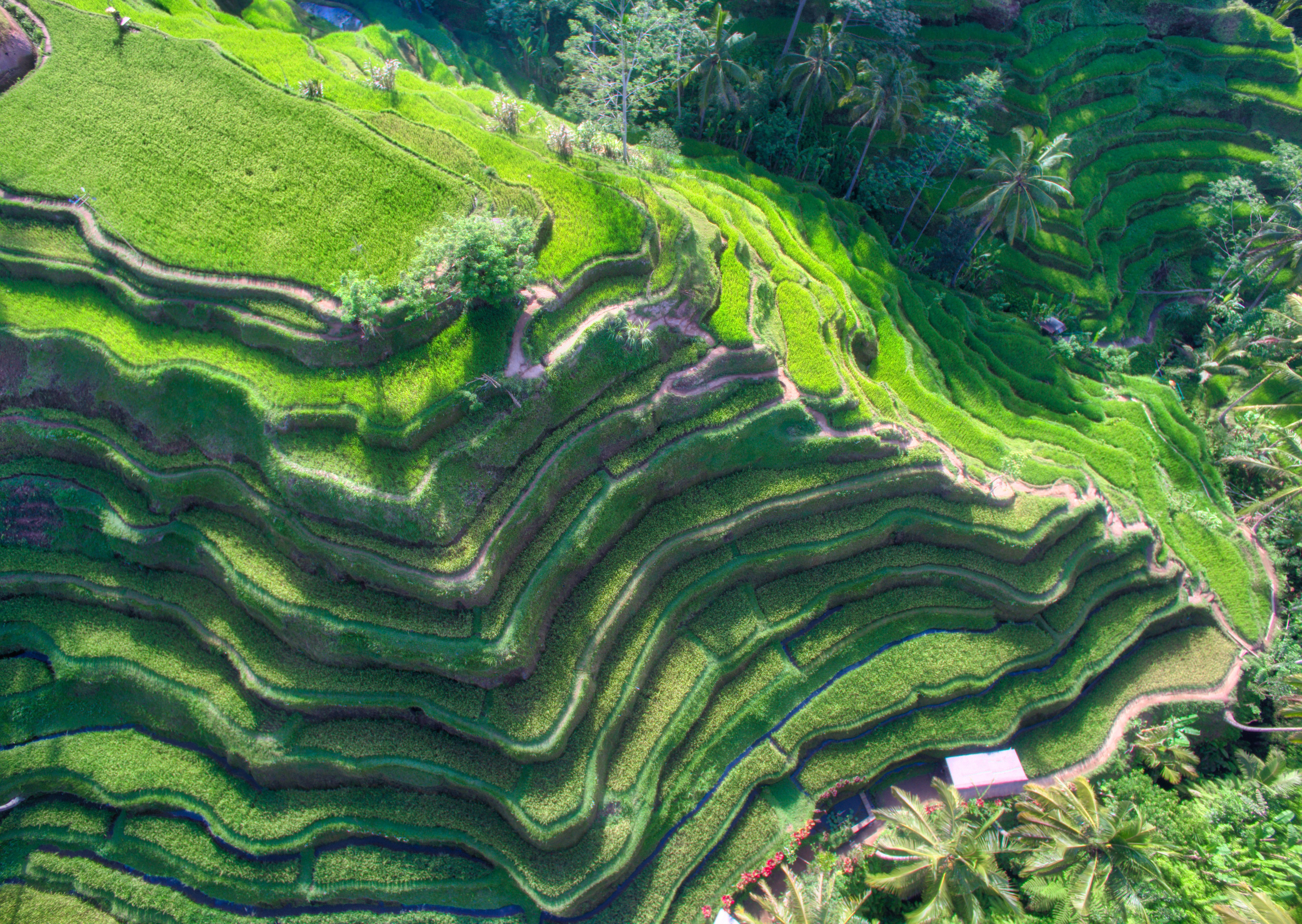 Rice Terrace New 4K Wallpapers