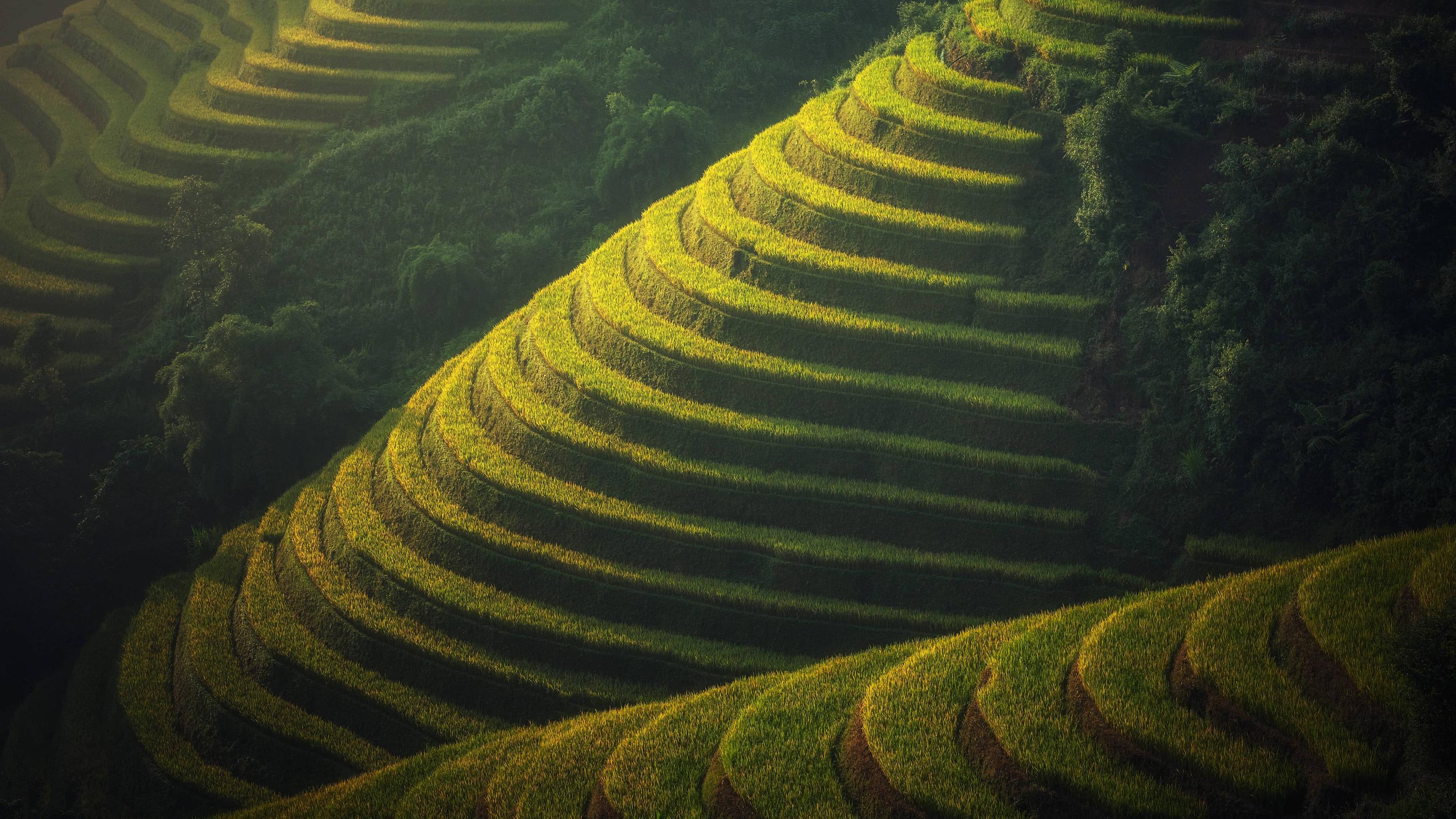 Rice Terrace New 4K Wallpapers