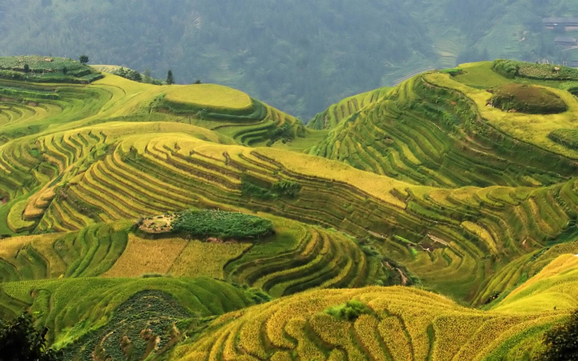 Rice Terrace New 4K Wallpapers