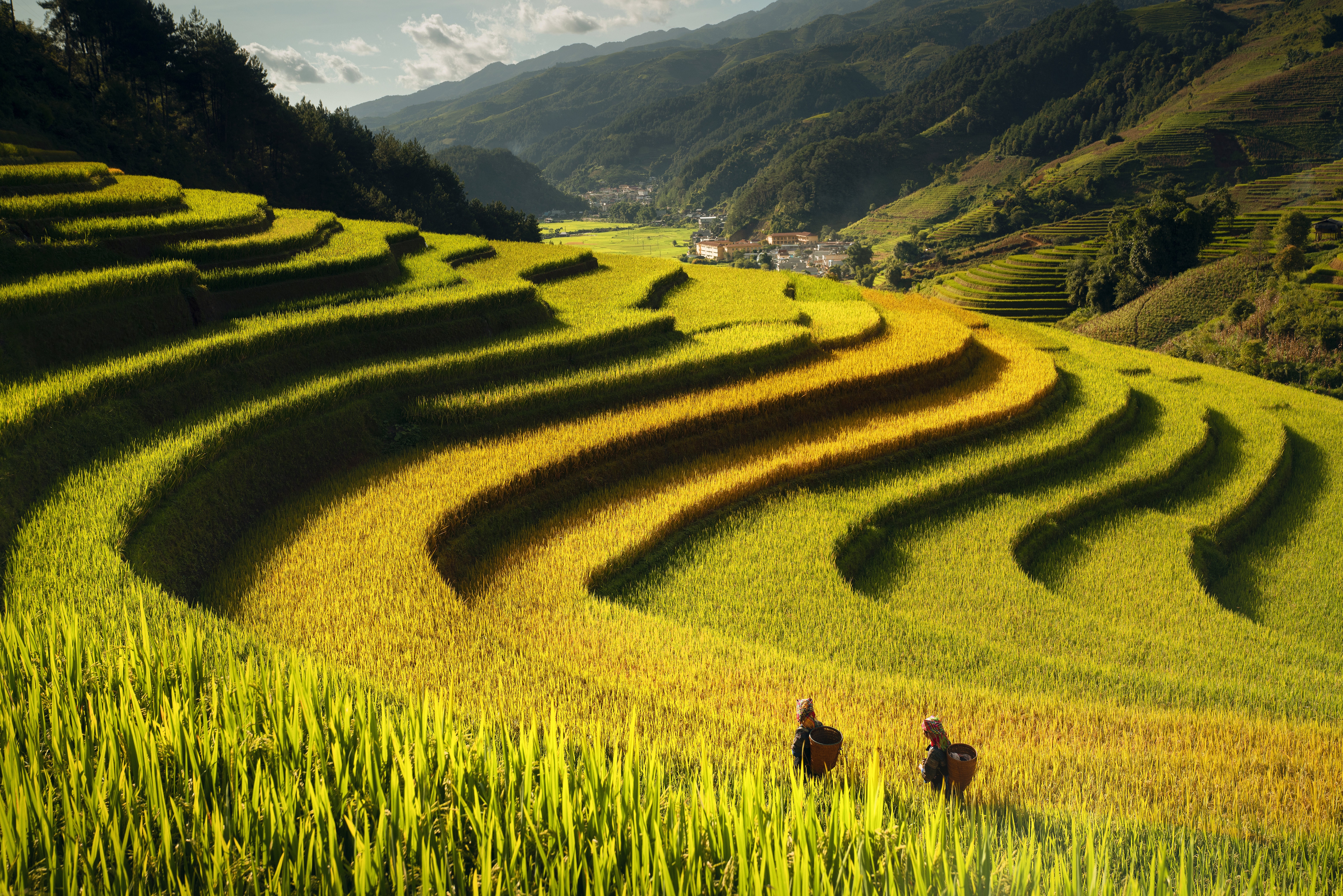 Rice Terrace New 4K Wallpapers