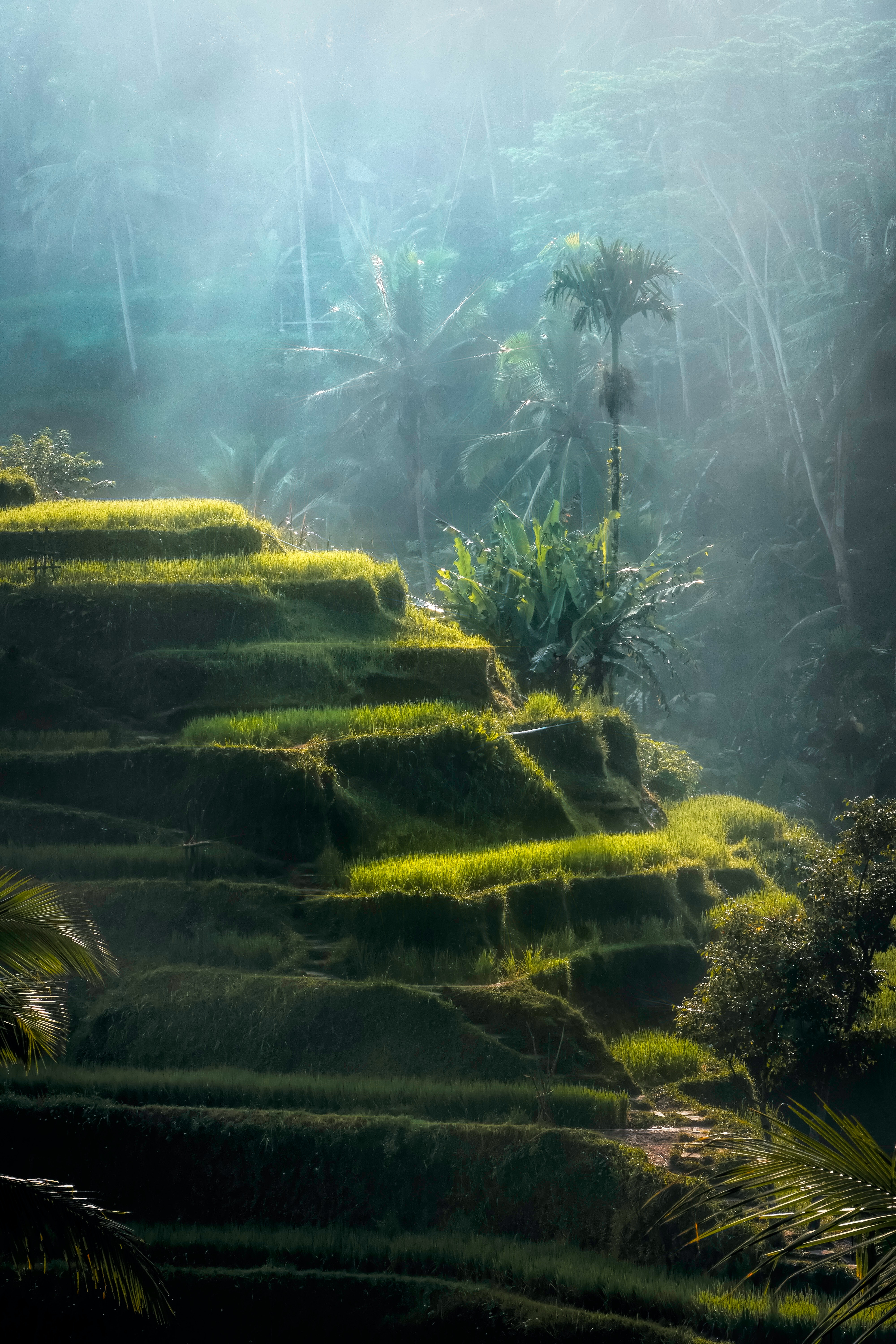 Rice Terrace New 4K Wallpapers