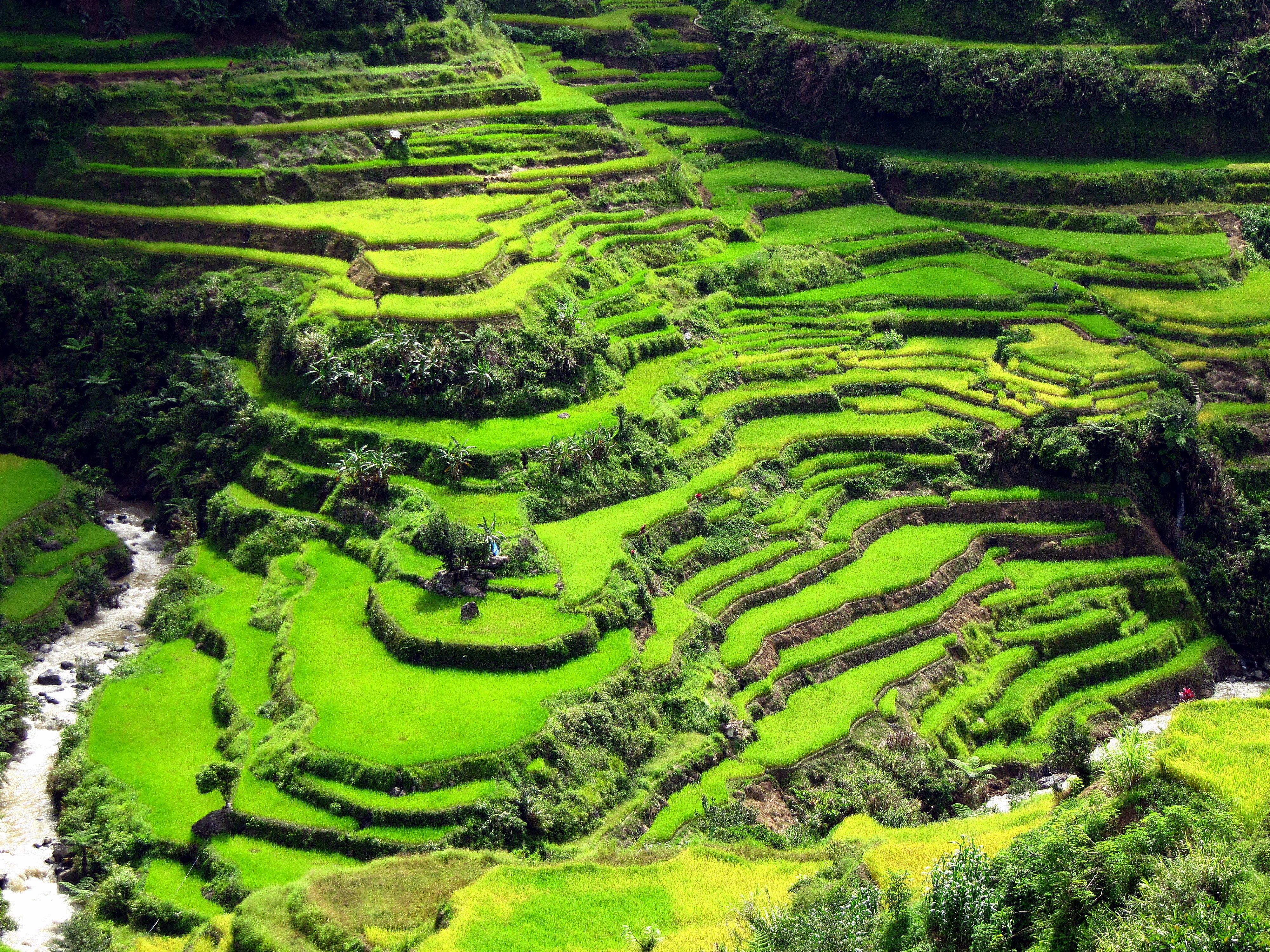 Rice Terrace New 4K Wallpapers