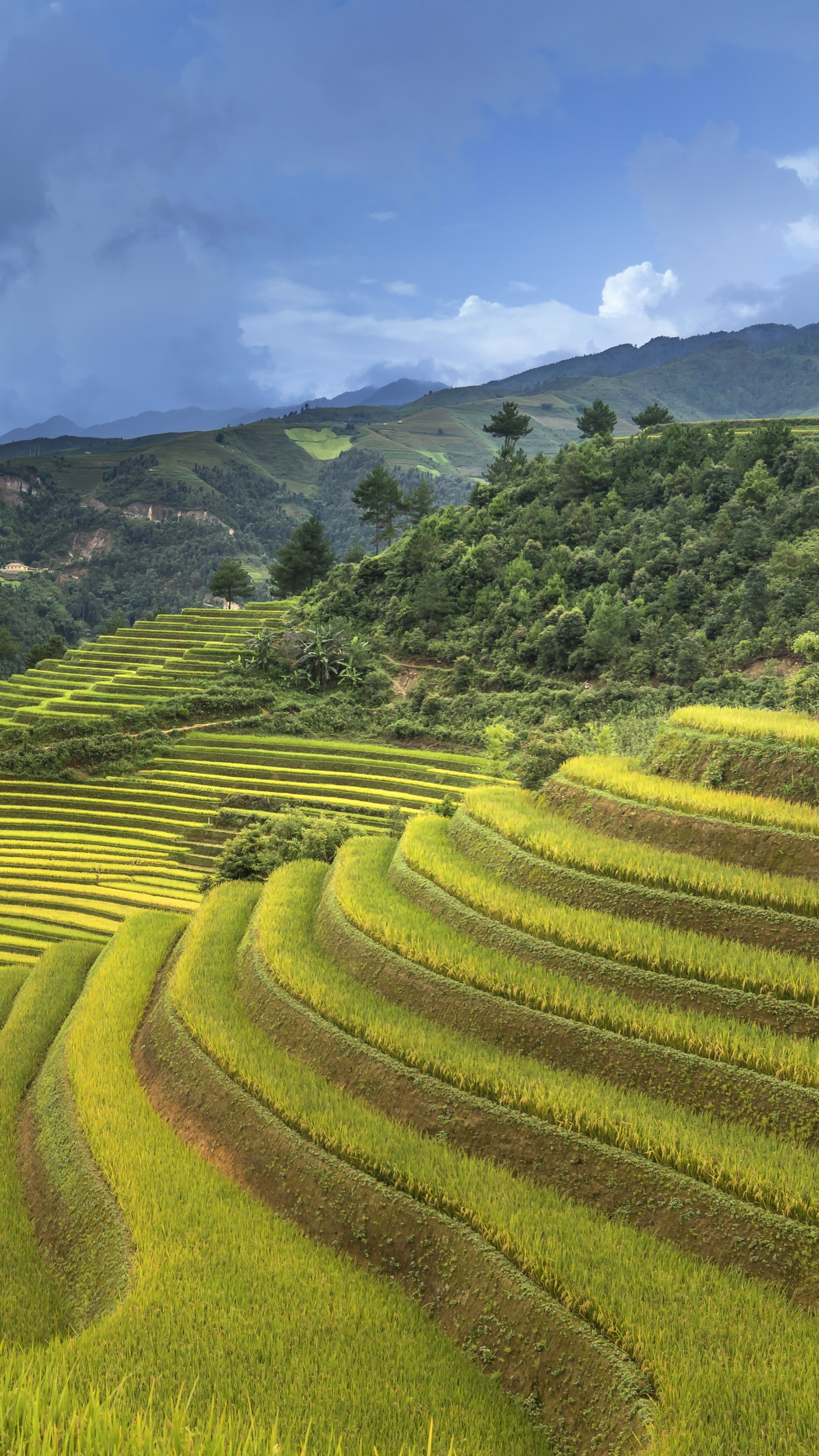 Rice Terrace New 4K Wallpapers