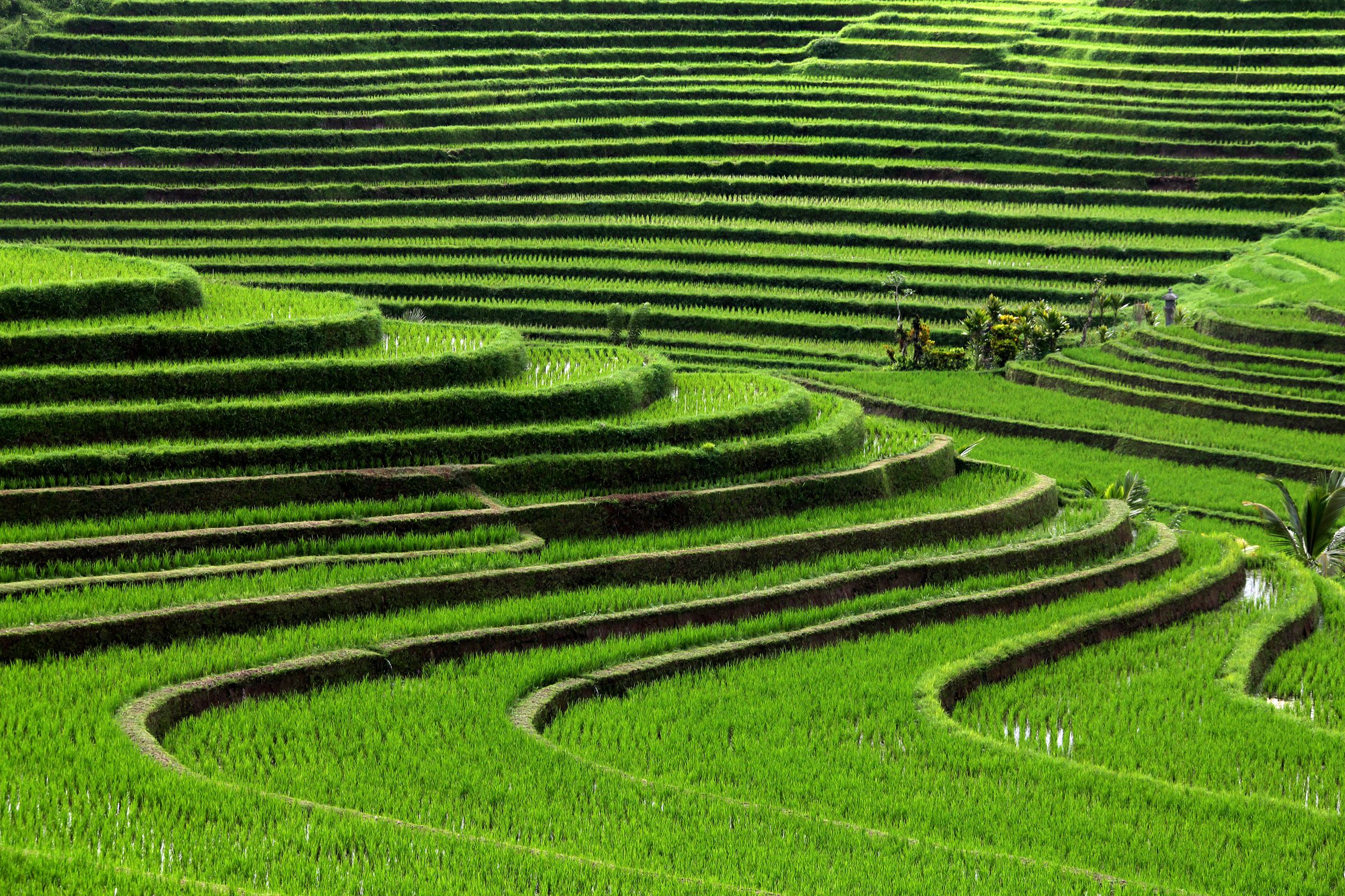 Rice Terrace New 4K Wallpapers