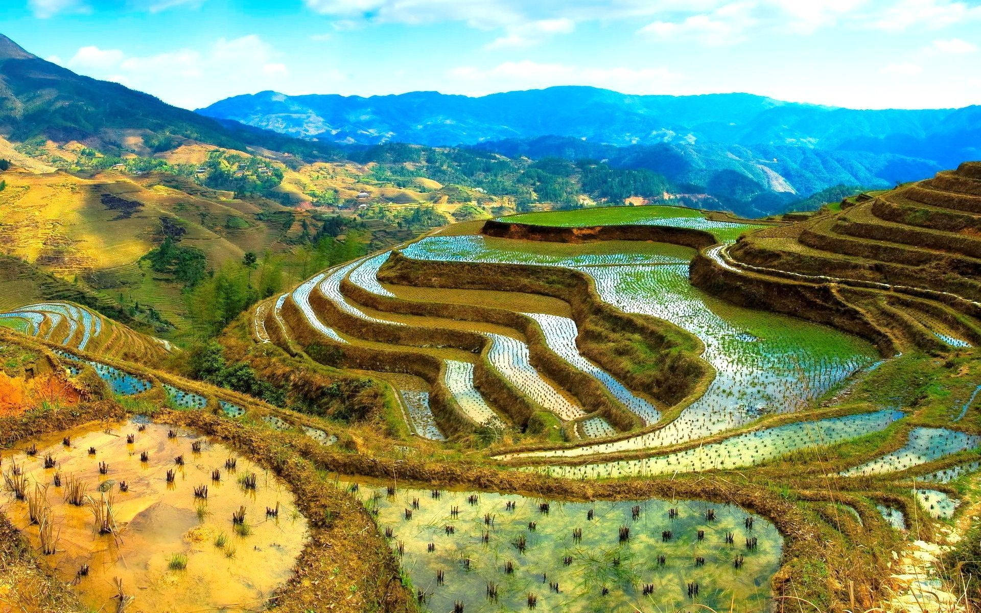 Rice Terrace New 4K Wallpapers