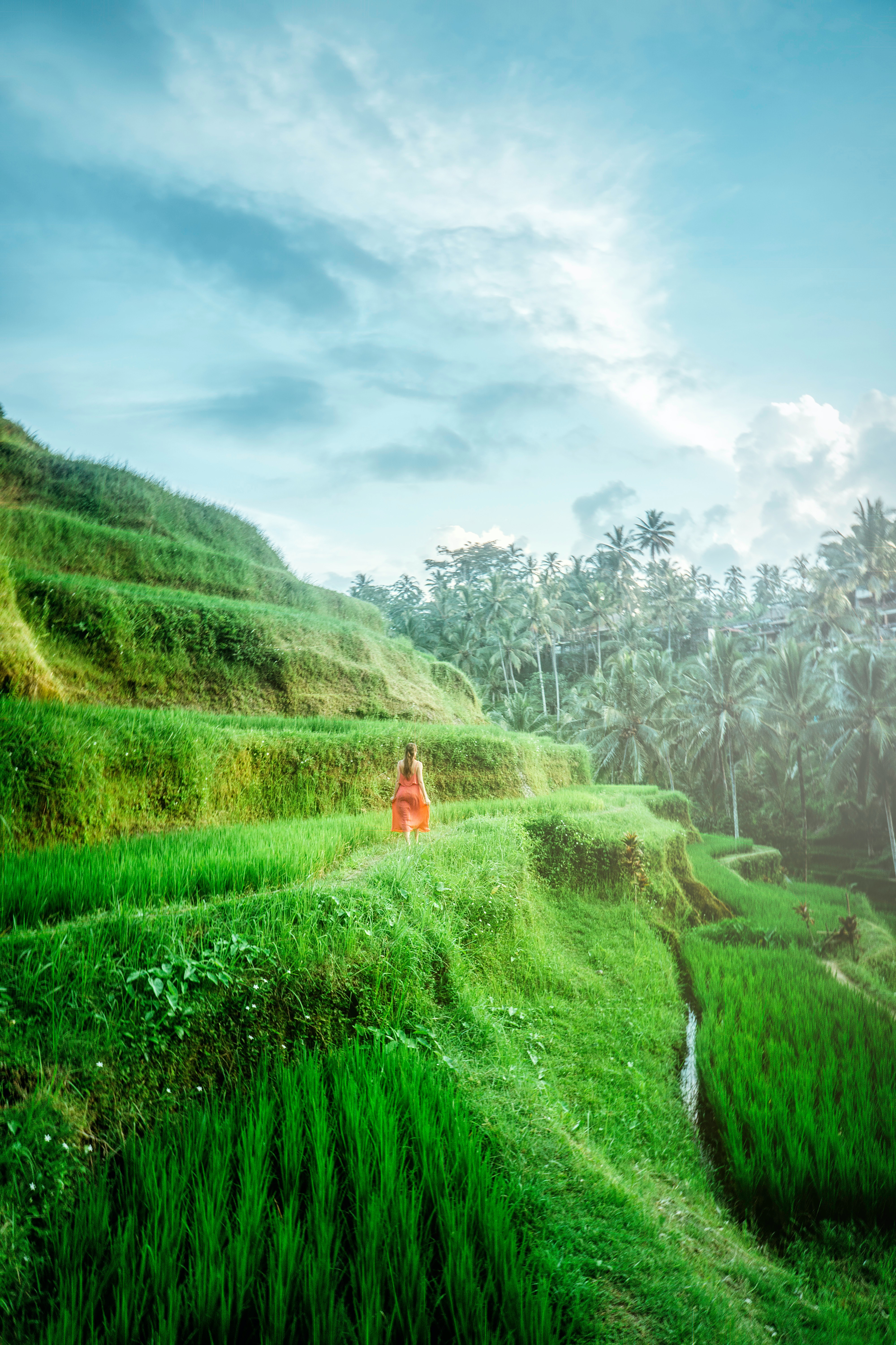 Rice Terrace New 4K Wallpapers