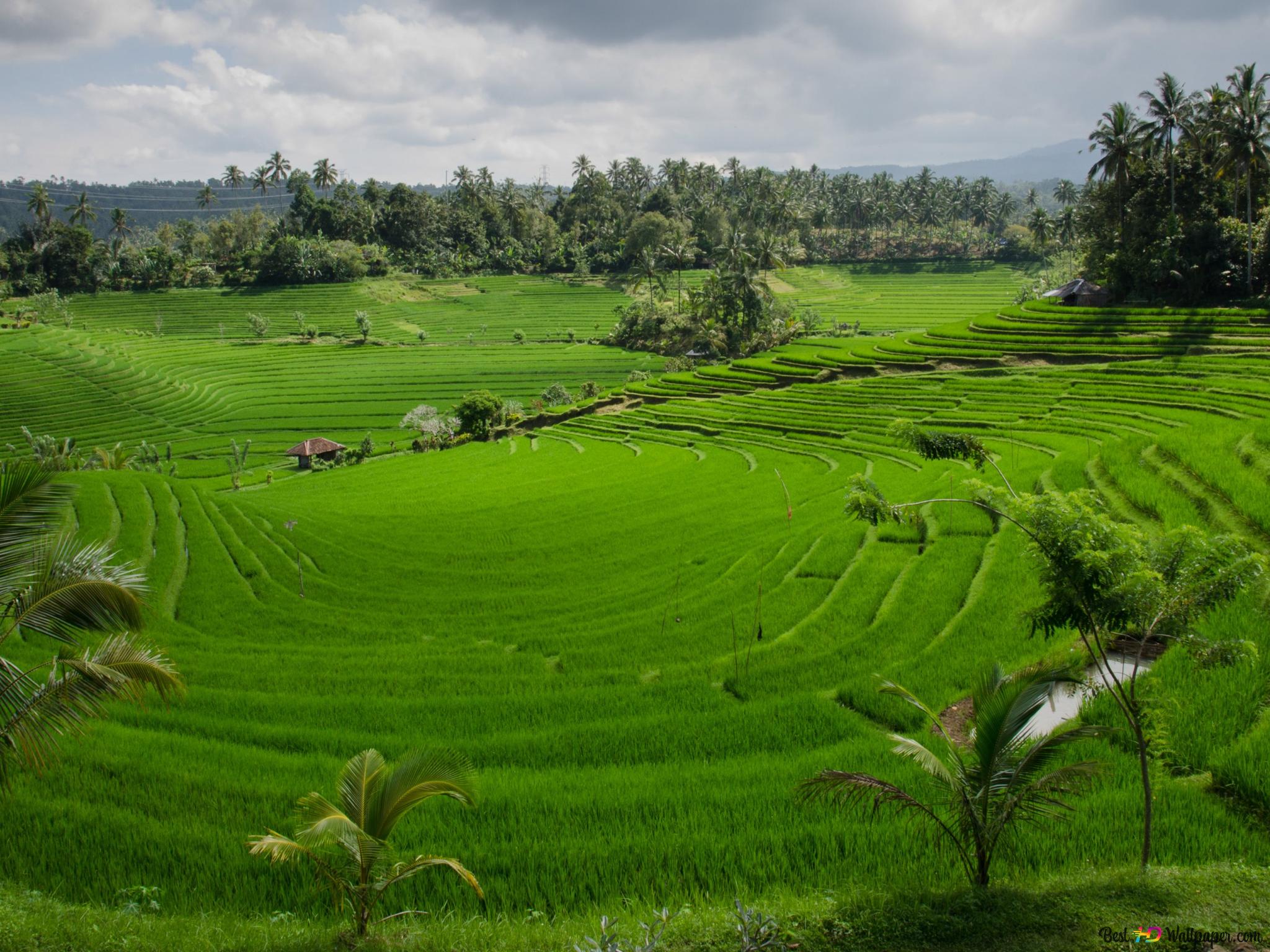 Rice Terrace New 4K Wallpapers