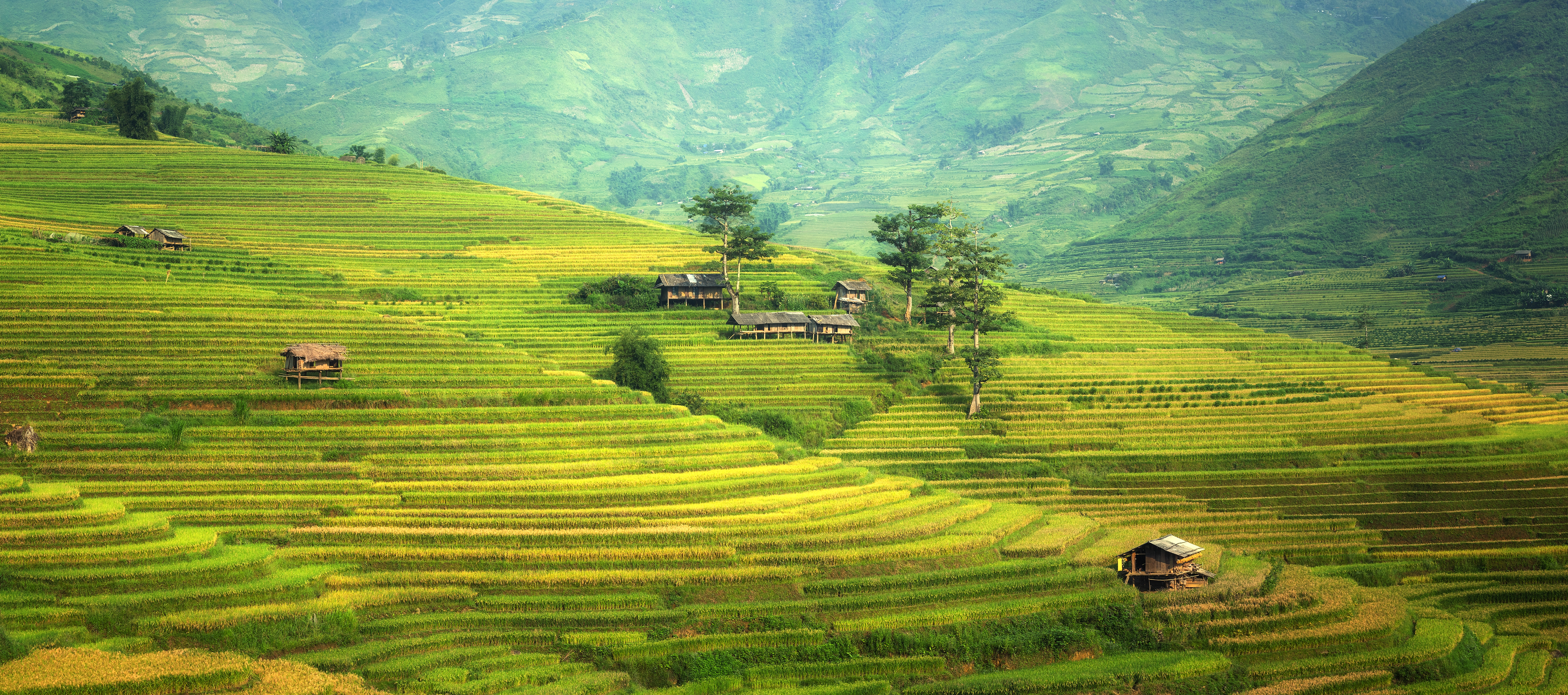 Rice Terrace New 4K Wallpapers