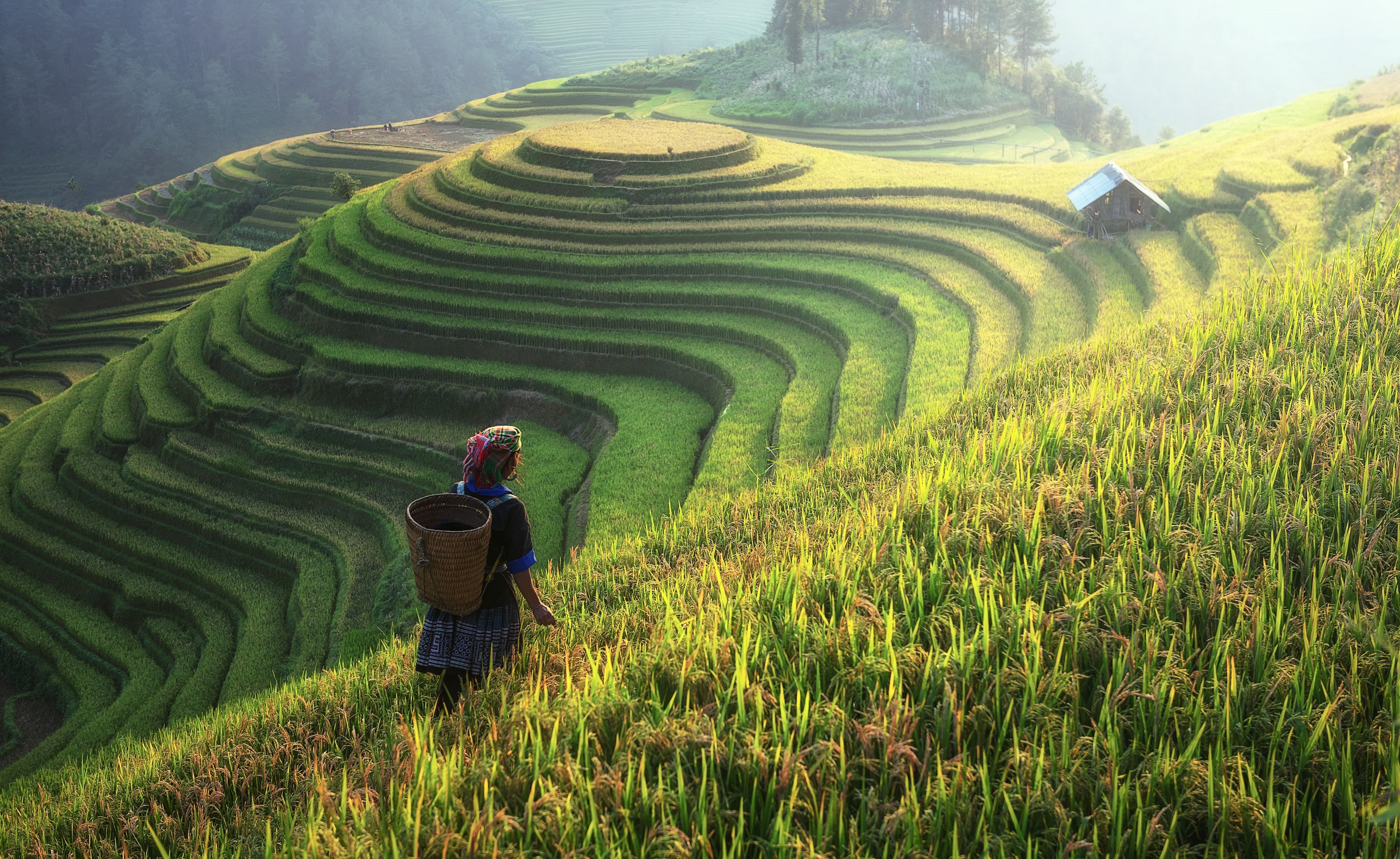 Rice Terrace New 4K Wallpapers