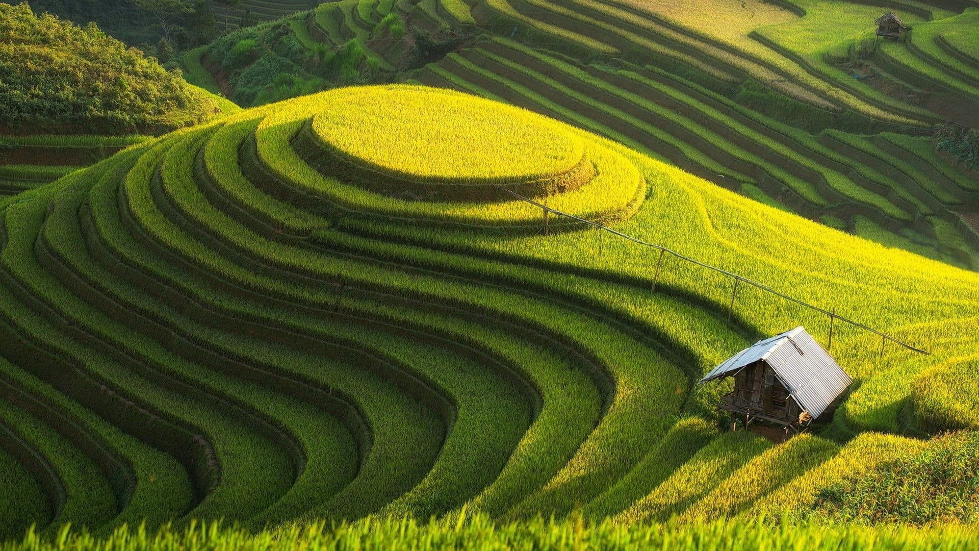 Rice Terrace New 4K Wallpapers