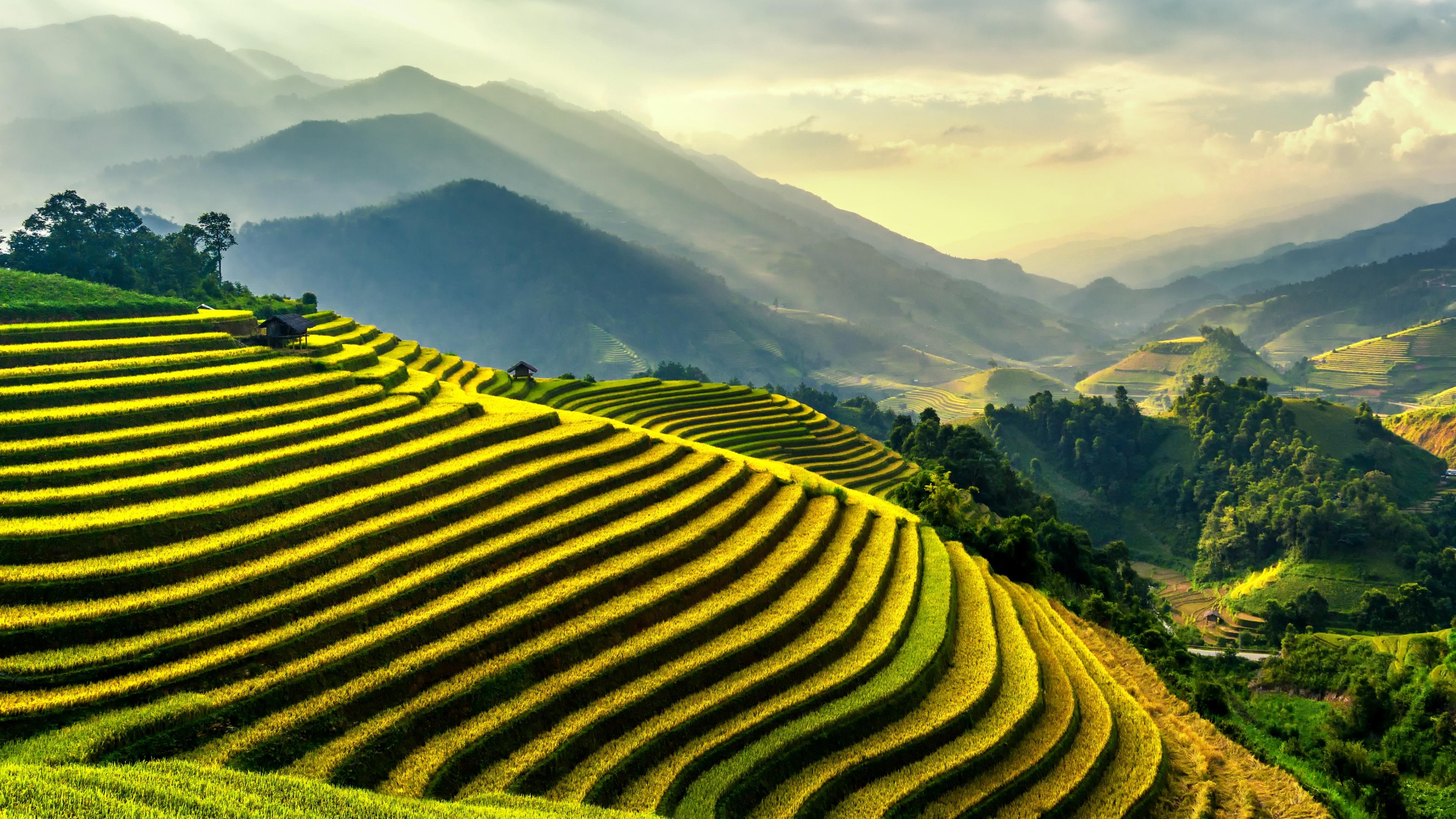 Rice Terrace New 4K Wallpapers