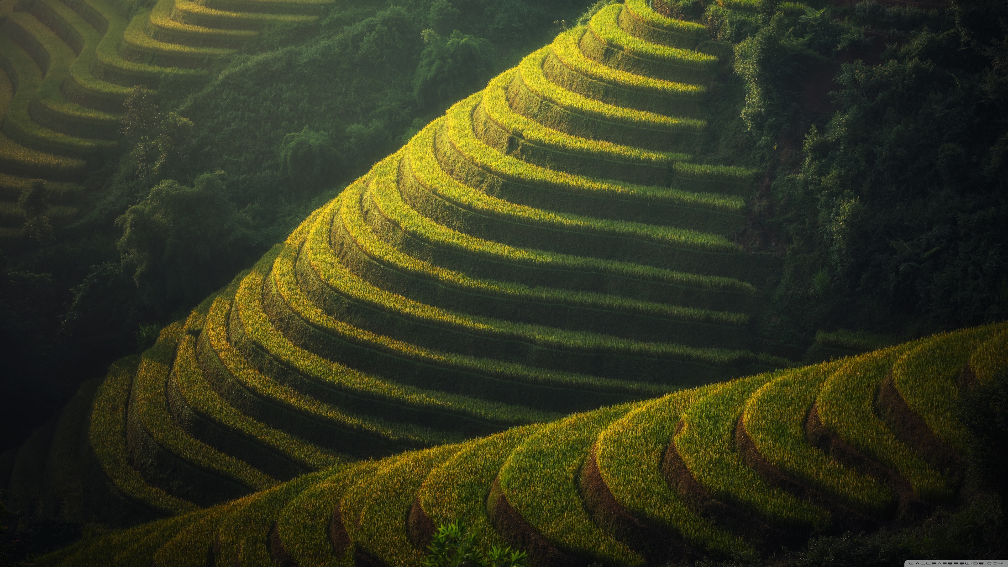 Rice Terrace New 4K Wallpapers