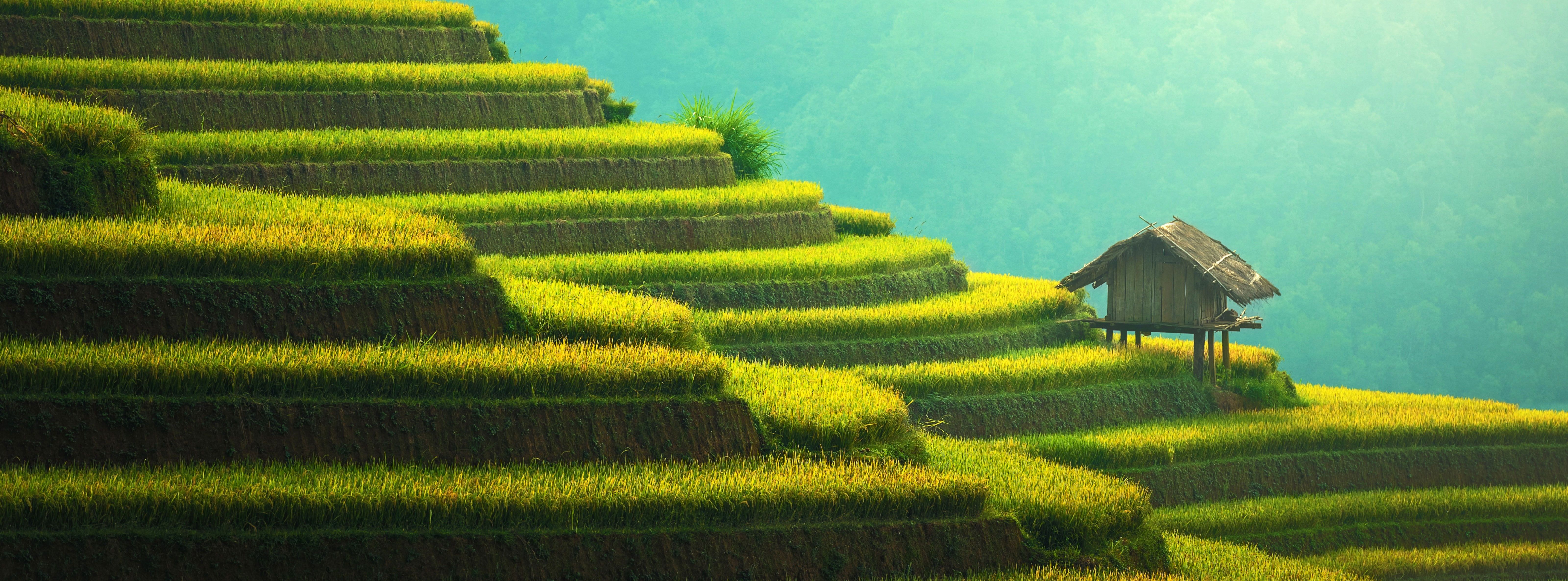 Rice Terrace New 4K Wallpapers