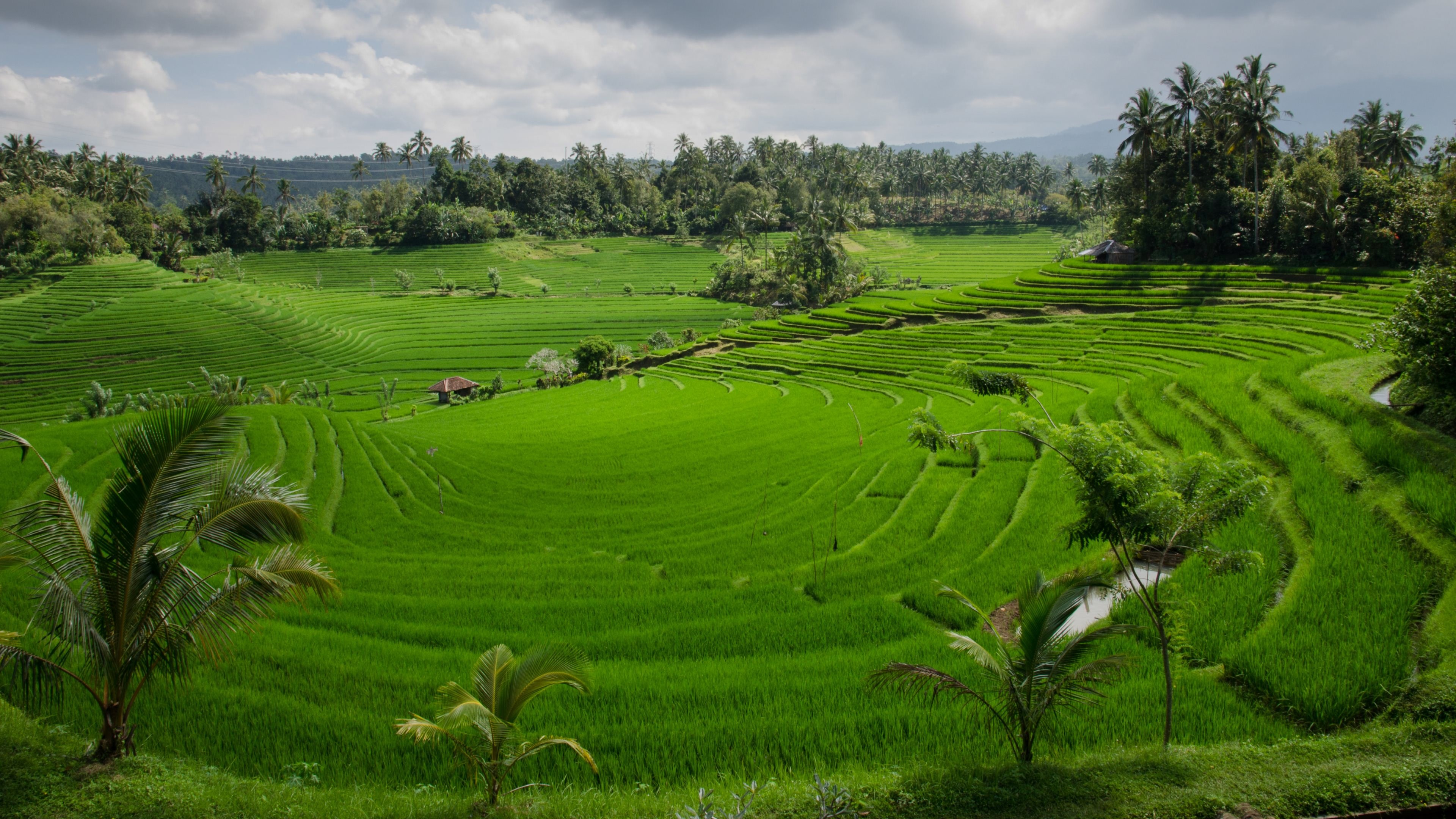 Rice Terrace New 4K Wallpapers