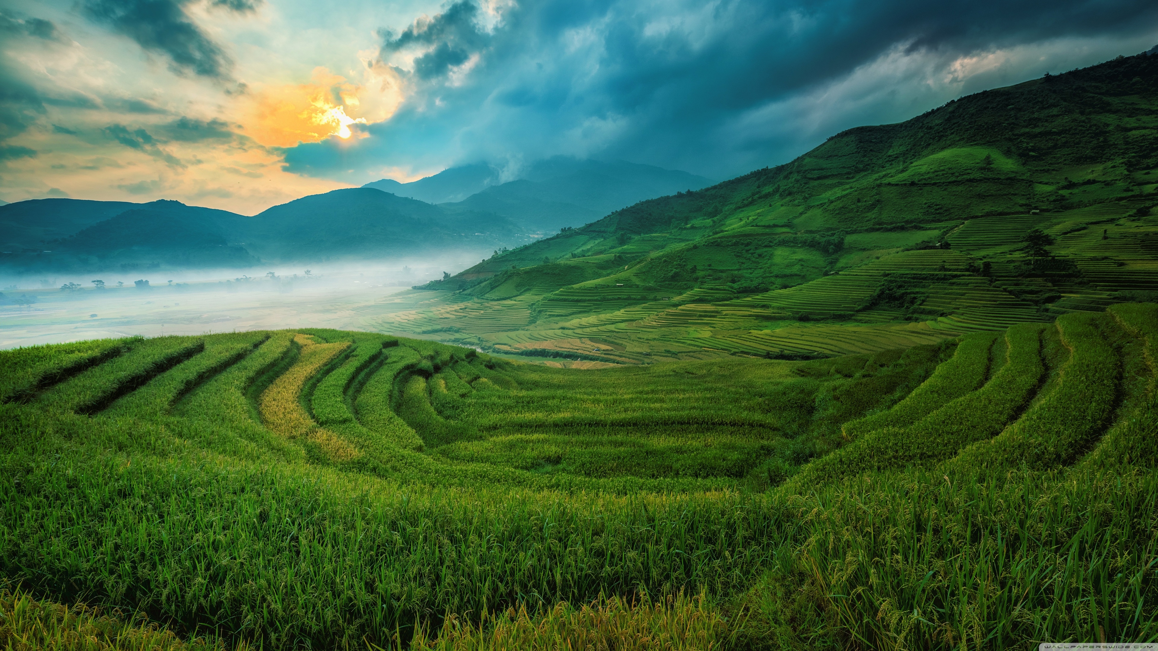 Rice Terrace New 4K Wallpapers