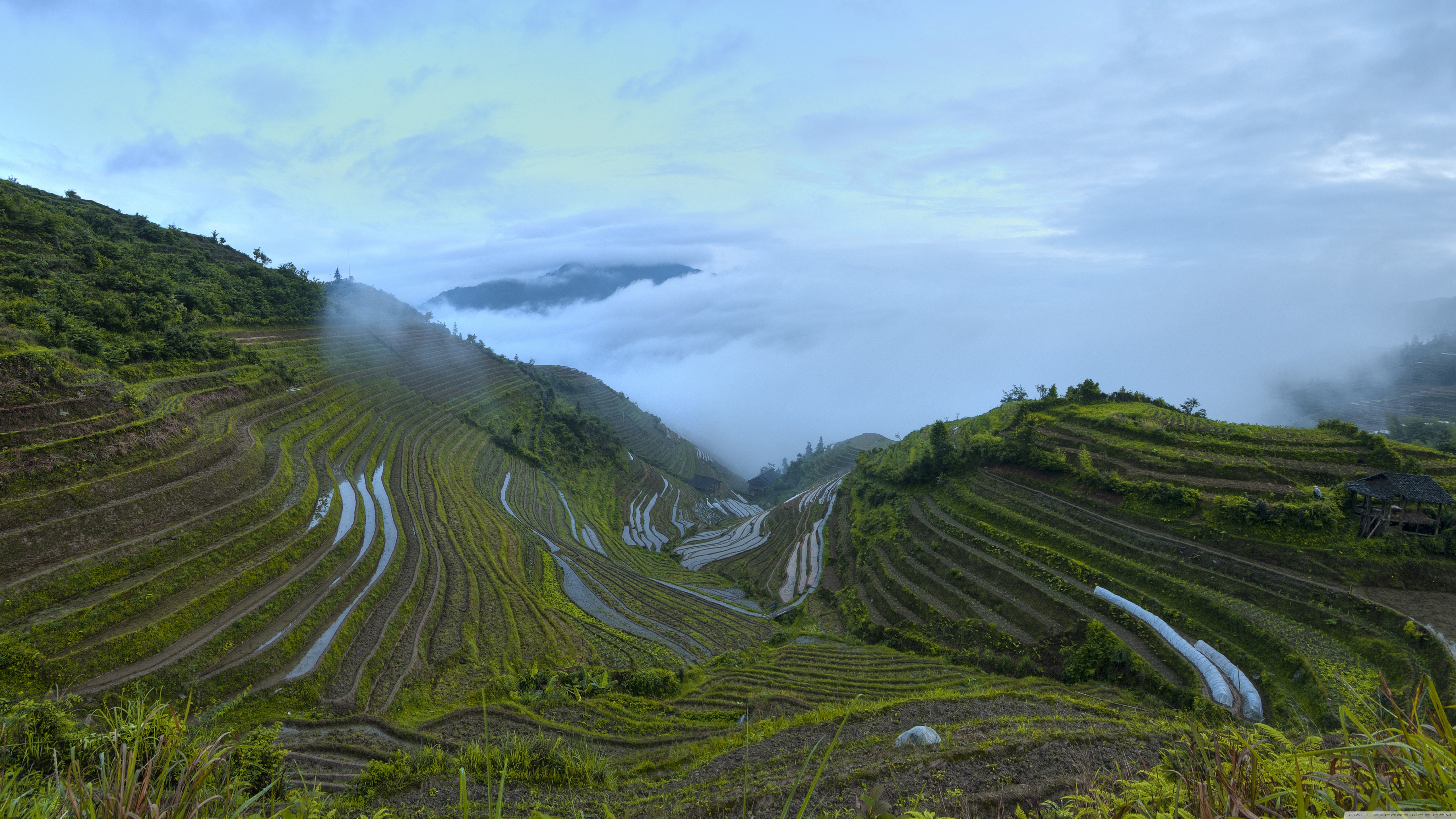 Rice Terrace New 4K Wallpapers