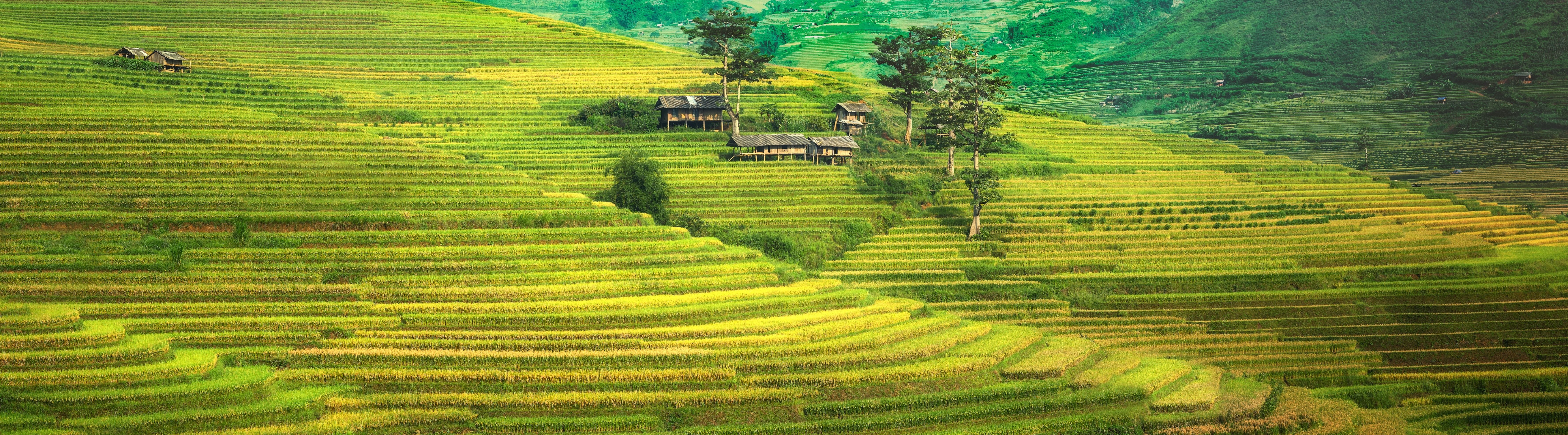 Rice Terrace New 4K Wallpapers