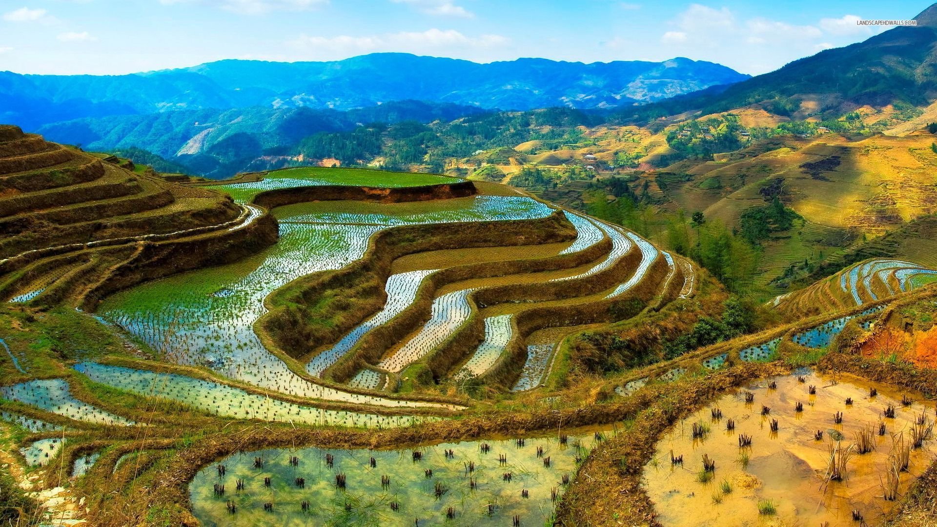 Rice Terrace New 4K Wallpapers