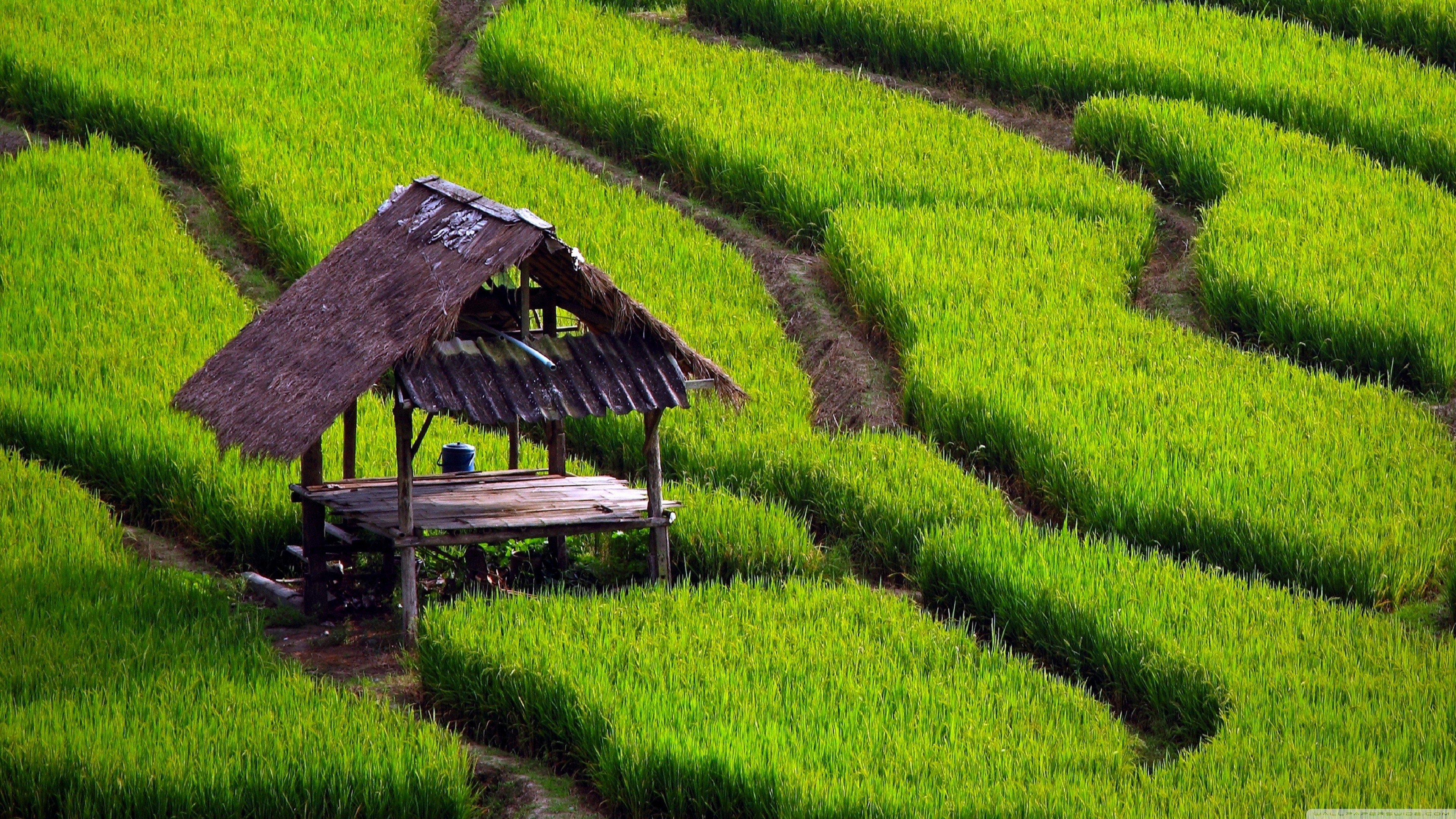 Rice Terrace New 4K Wallpapers