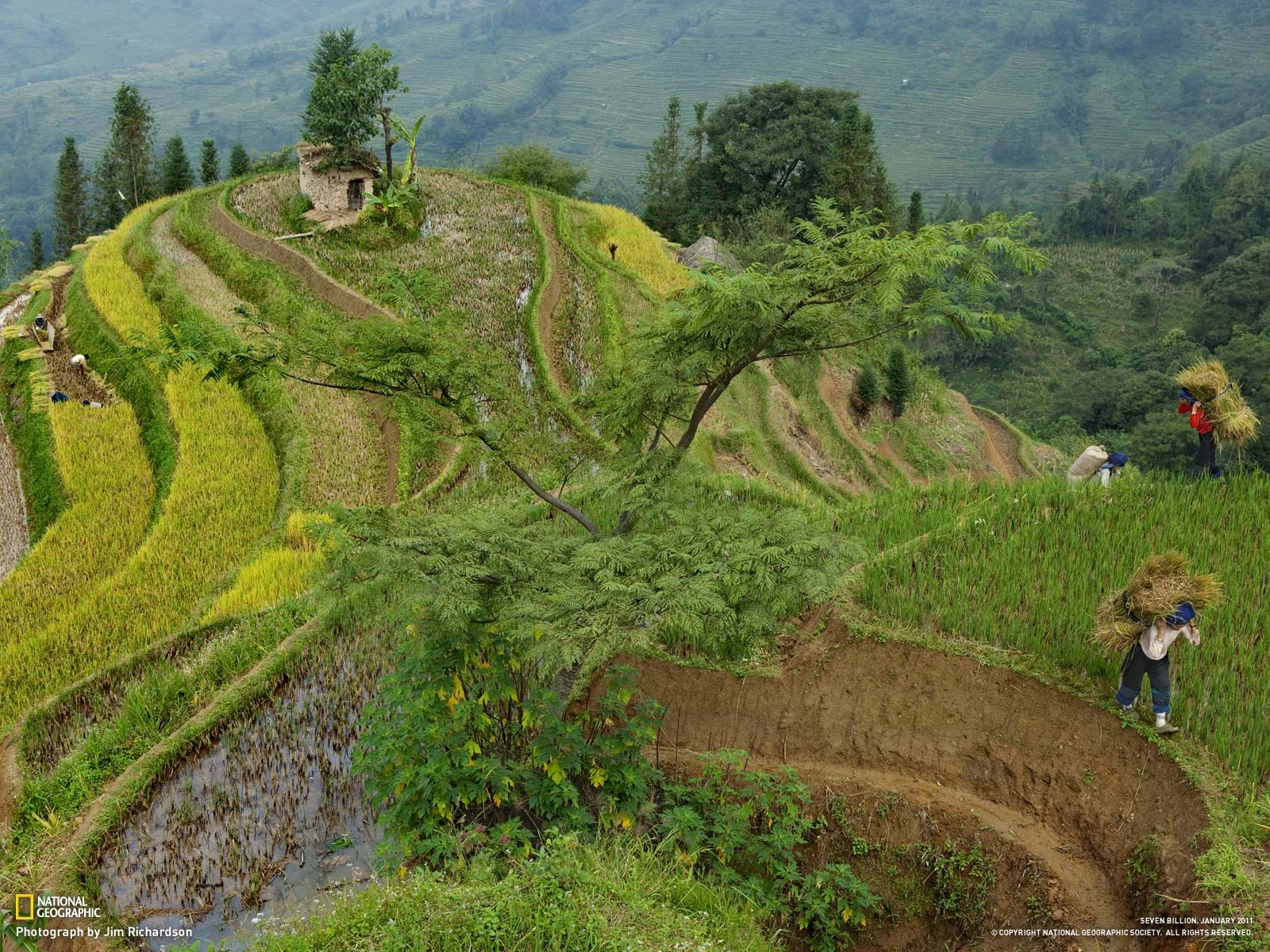 Rice Terrace New 4K Wallpapers