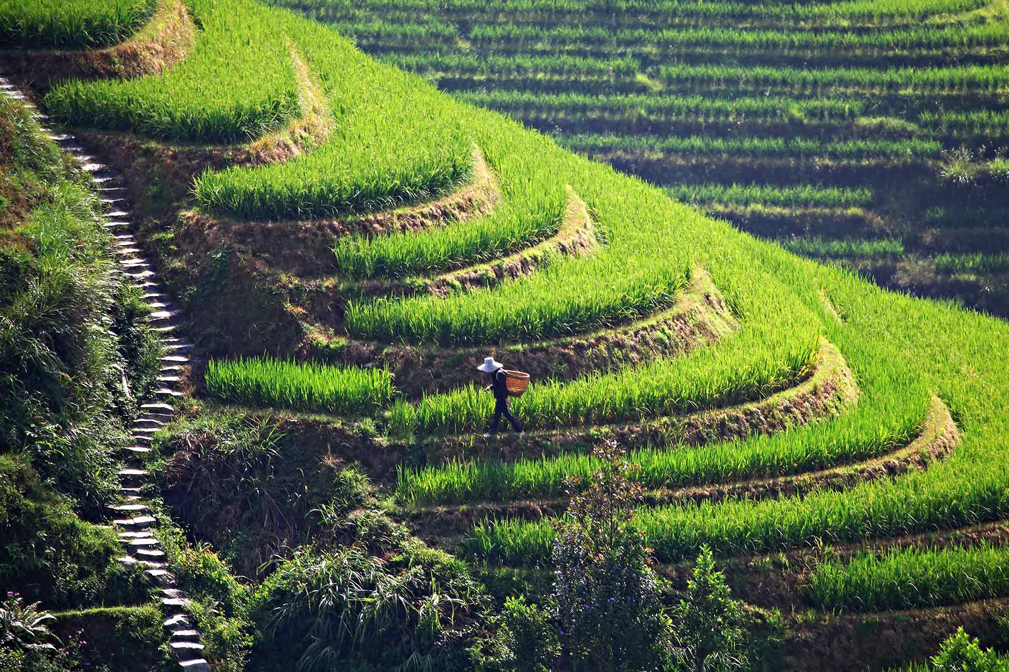 Rice Terrace New 4K Wallpapers