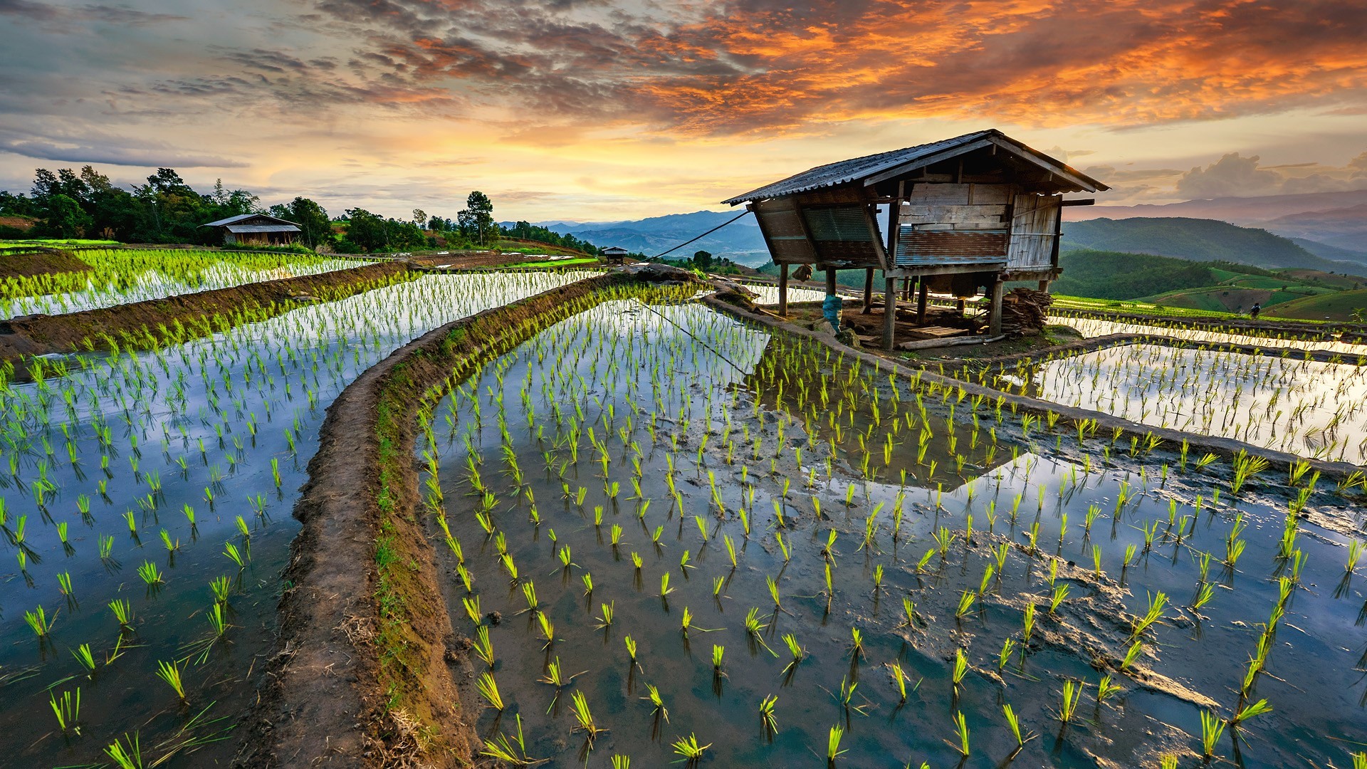 Rice Terrace New 4K Wallpapers