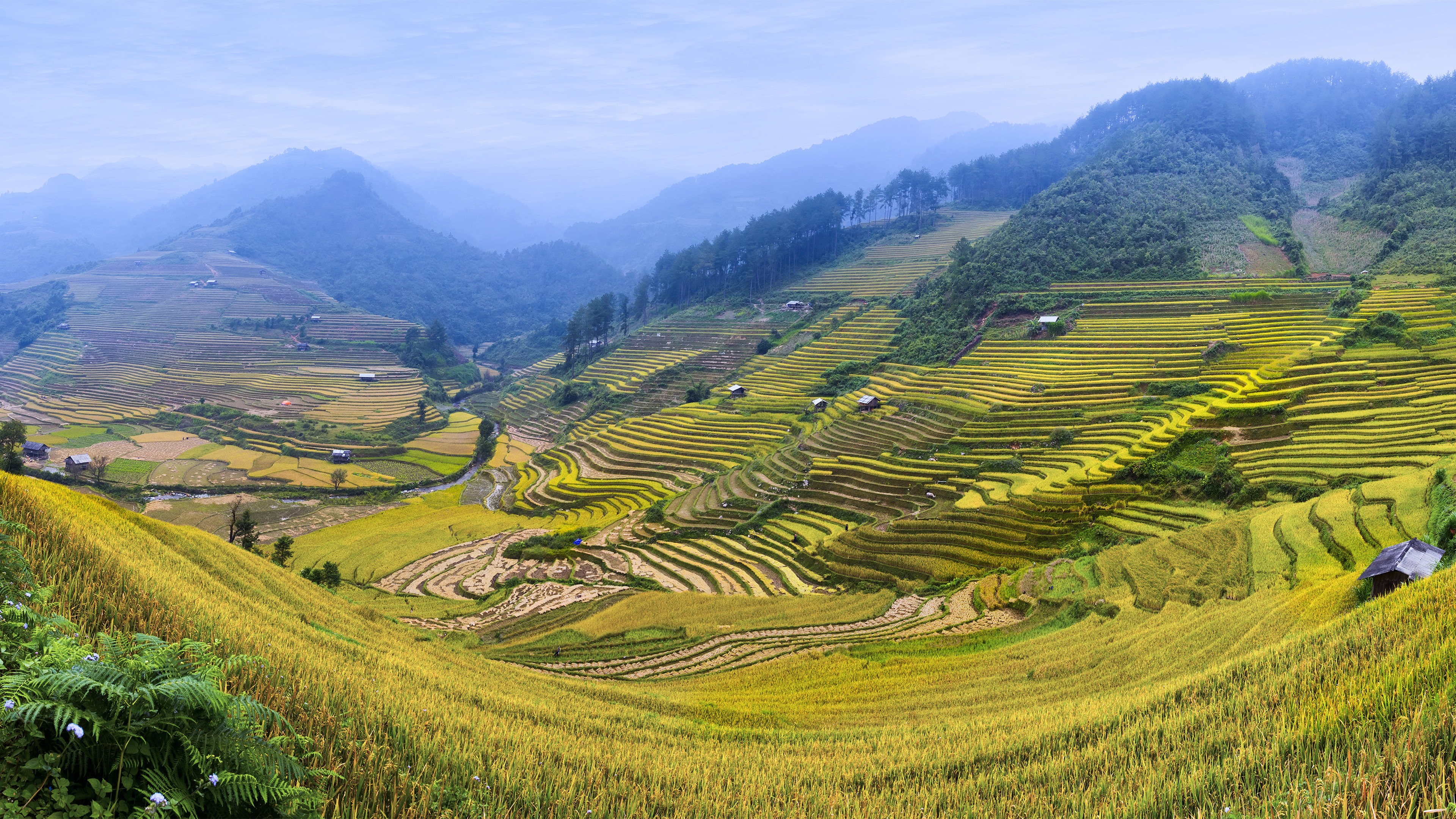 Rice Terrace New 4K Wallpapers