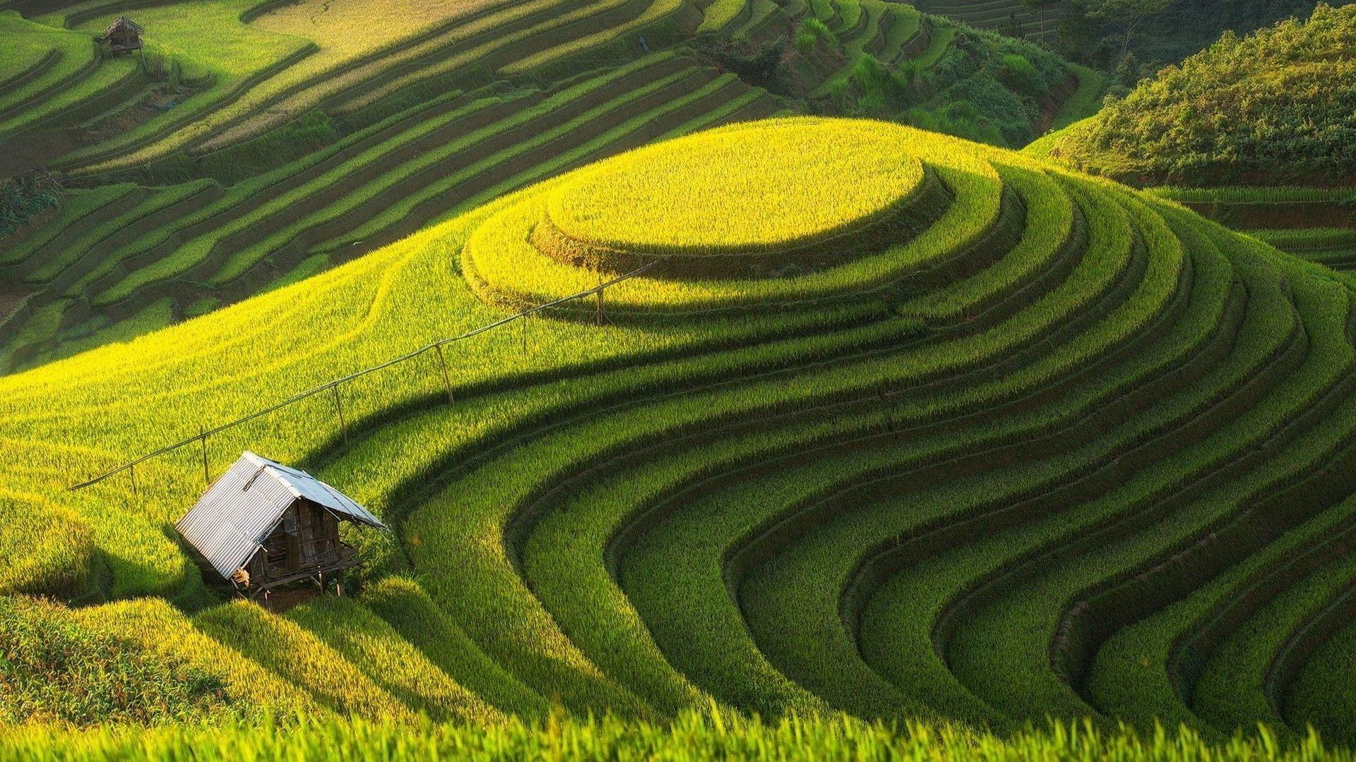 Rice Terrace New 4K Wallpapers