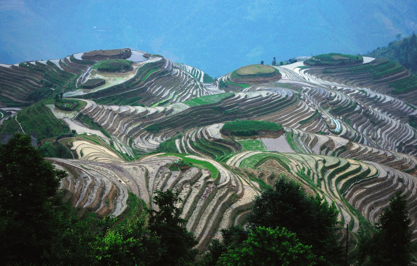 Rice Terrace Wallpapers