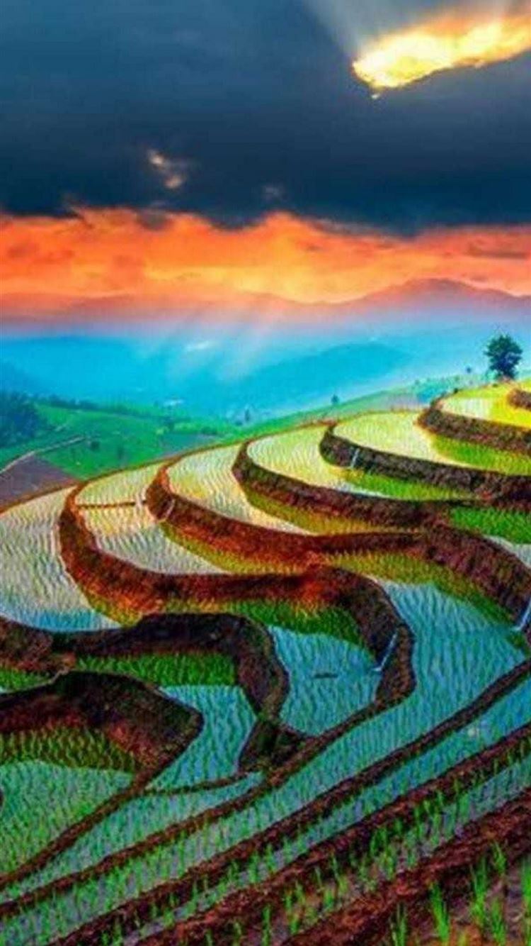 Rice Terrace Wallpapers