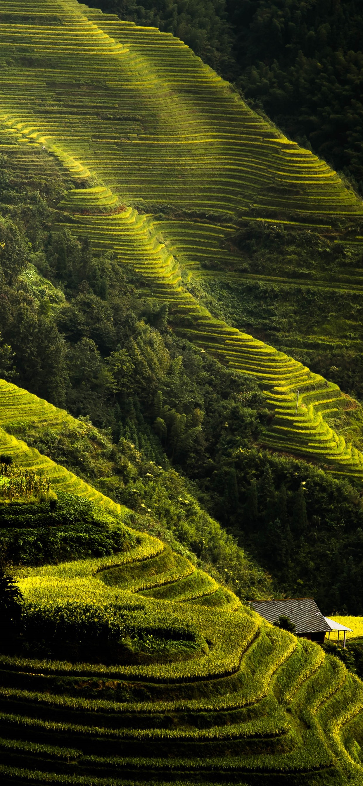 Rice Terrace Wallpapers