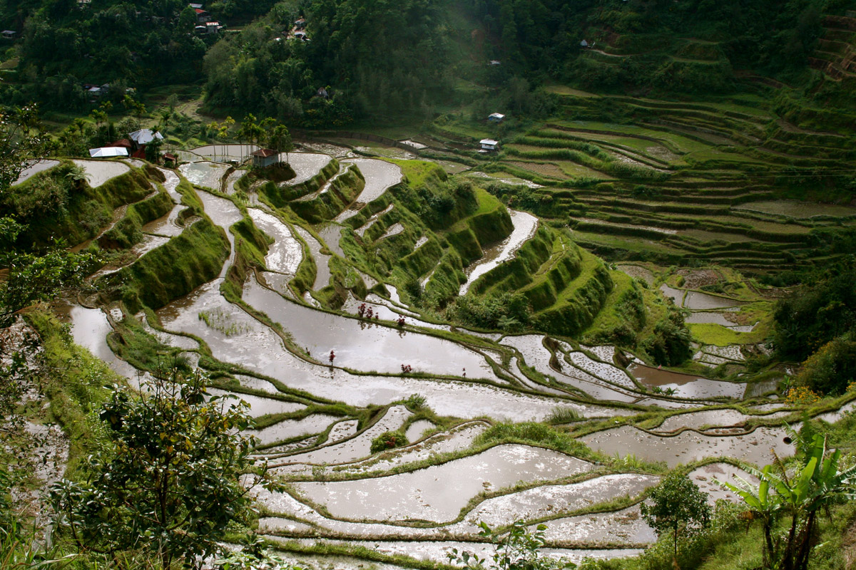 Rice Terrace Wallpapers