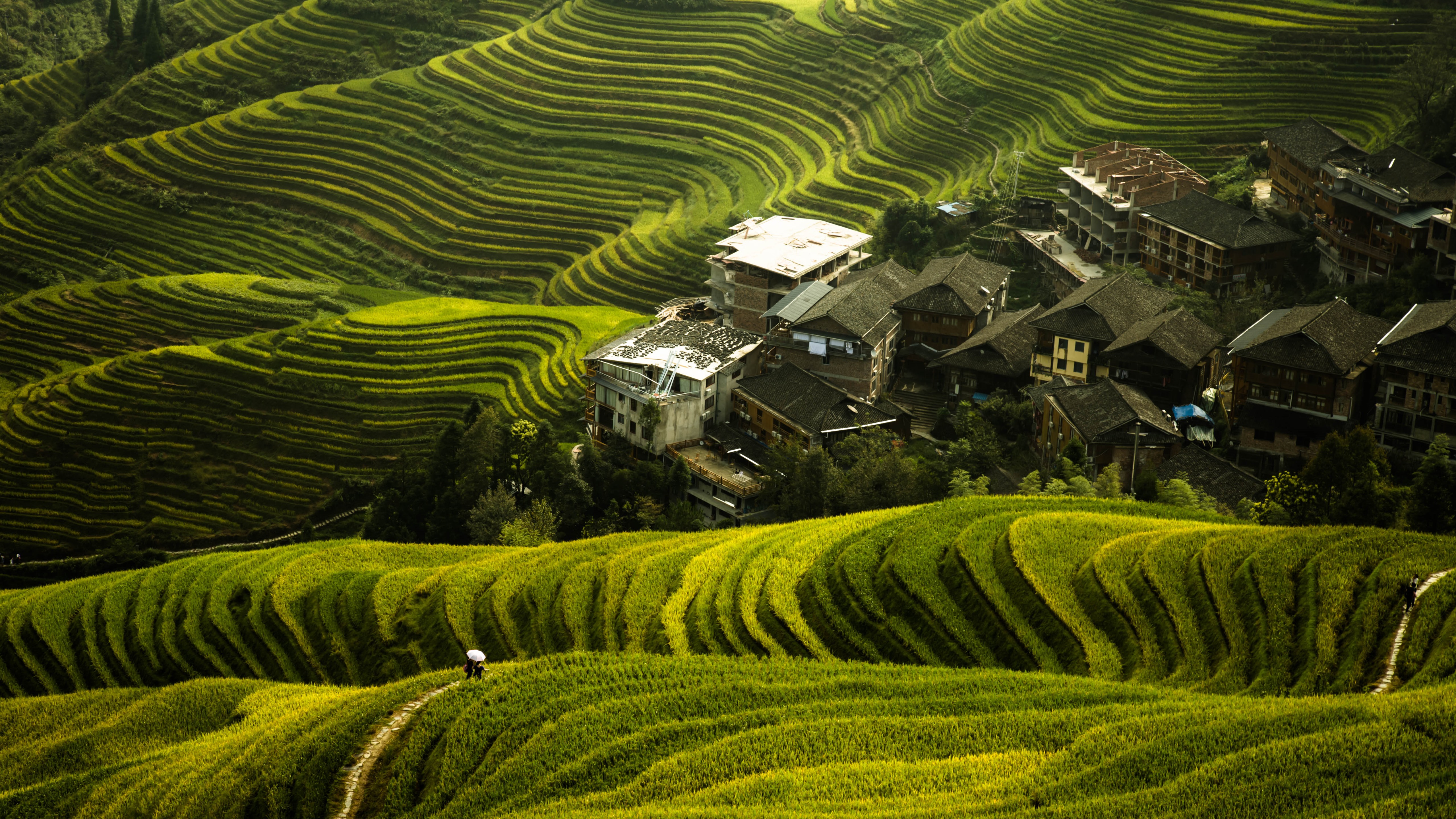 Rice Terrace Wallpapers