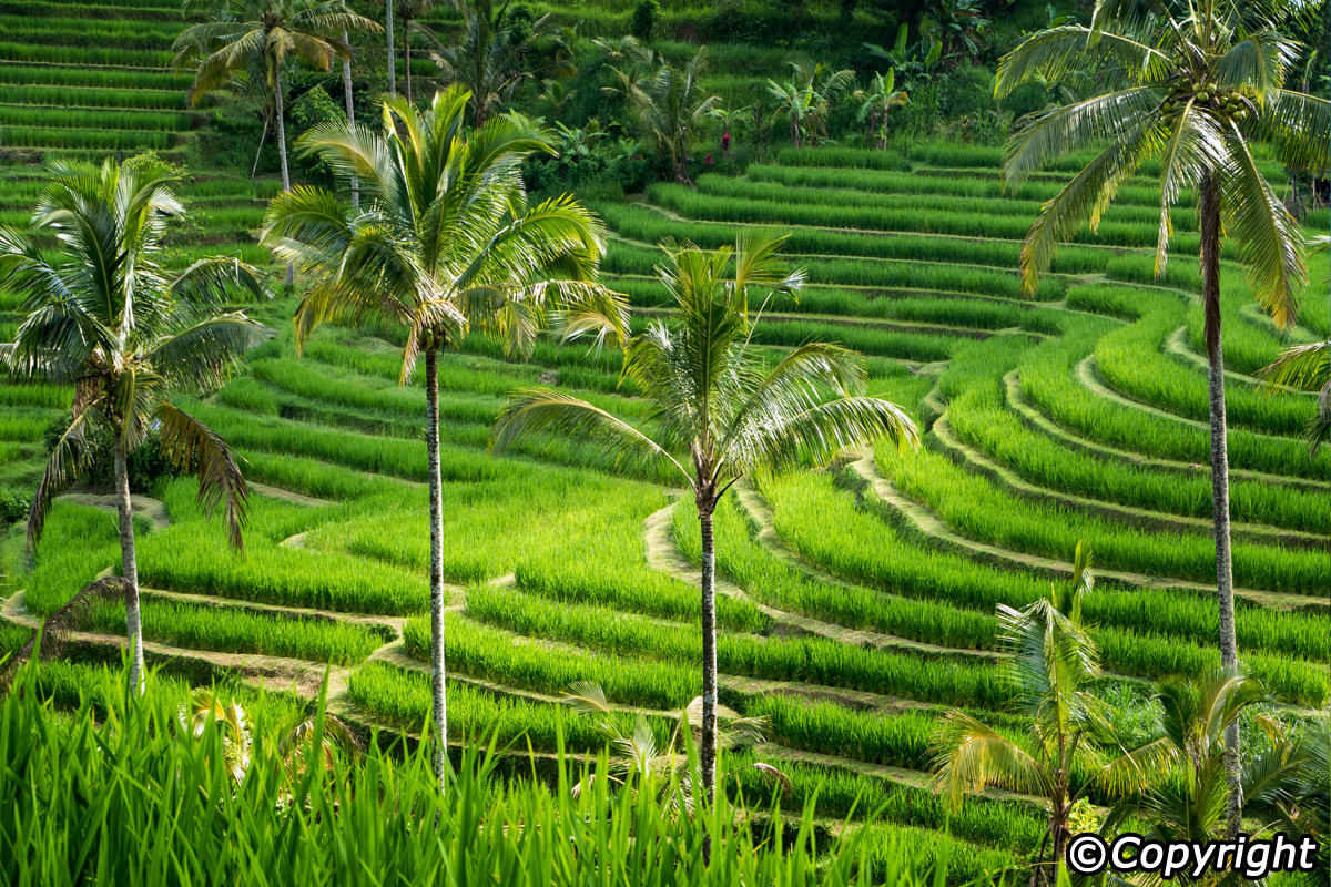 Rice Terrace Wallpapers