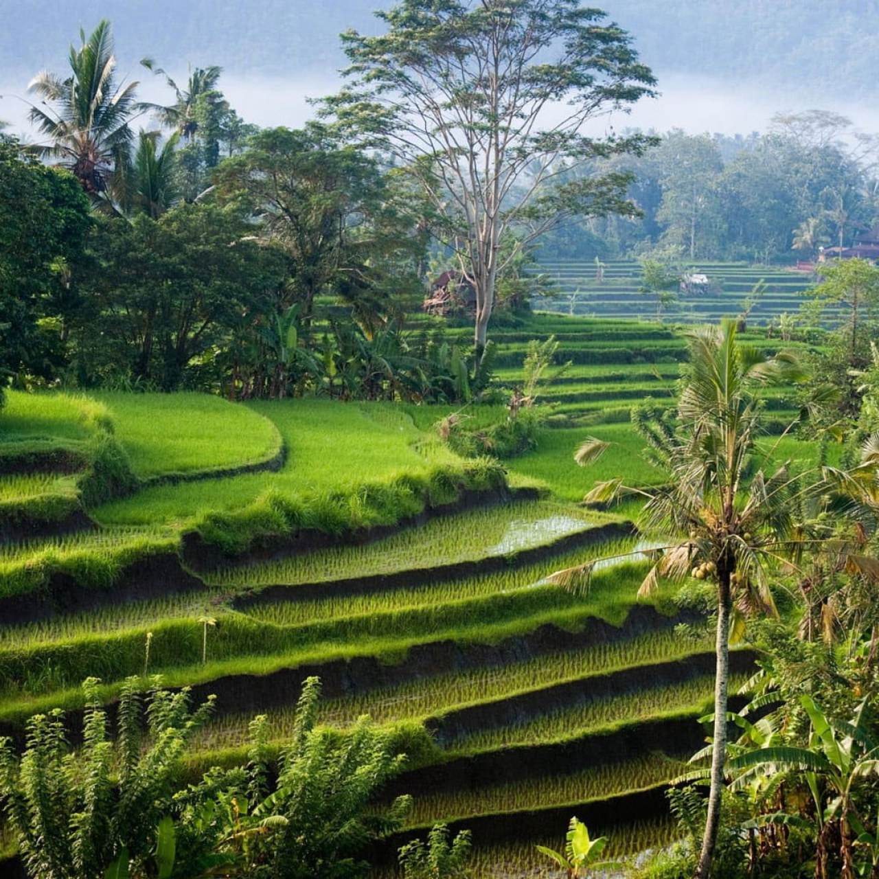 Rice Terrace Wallpapers