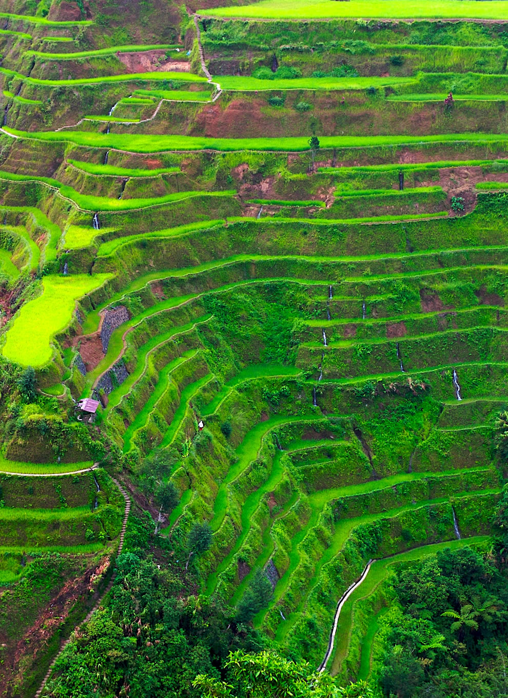 Rice Terrace Wallpapers