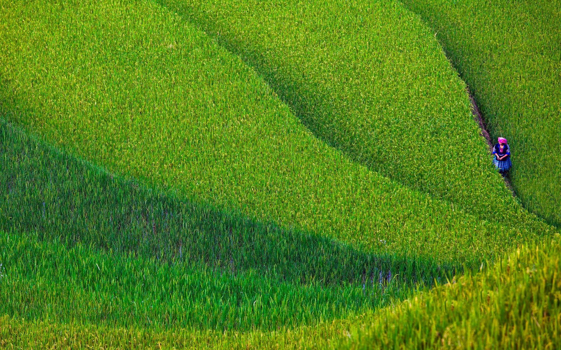 Rice Terrace Wallpapers