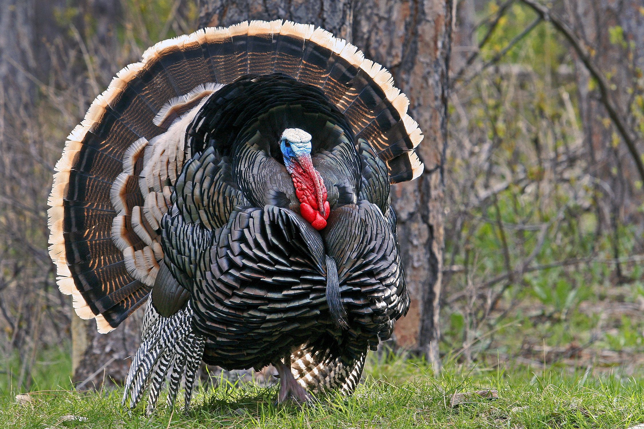 Rio Grande Turkey Pictures Wallpapers