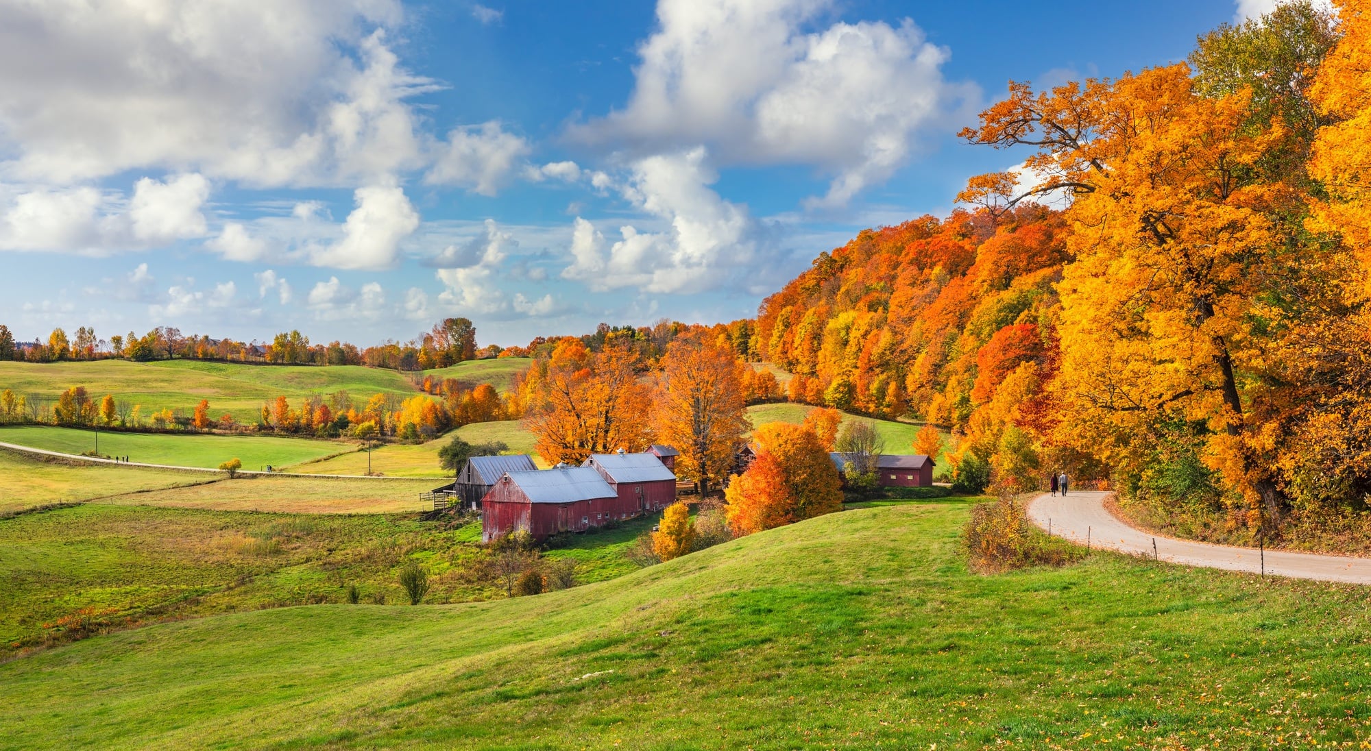 Road Between Green Yellow Autumn Fall Field Wallpapers