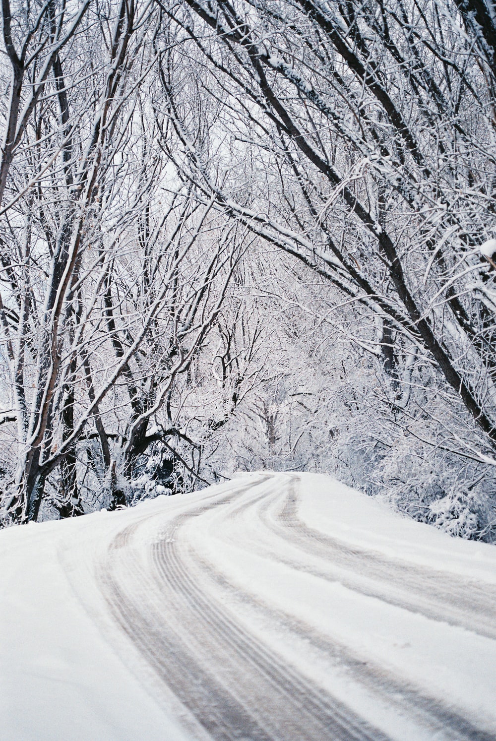 Road Between Snow Covered Trees Wallpapers